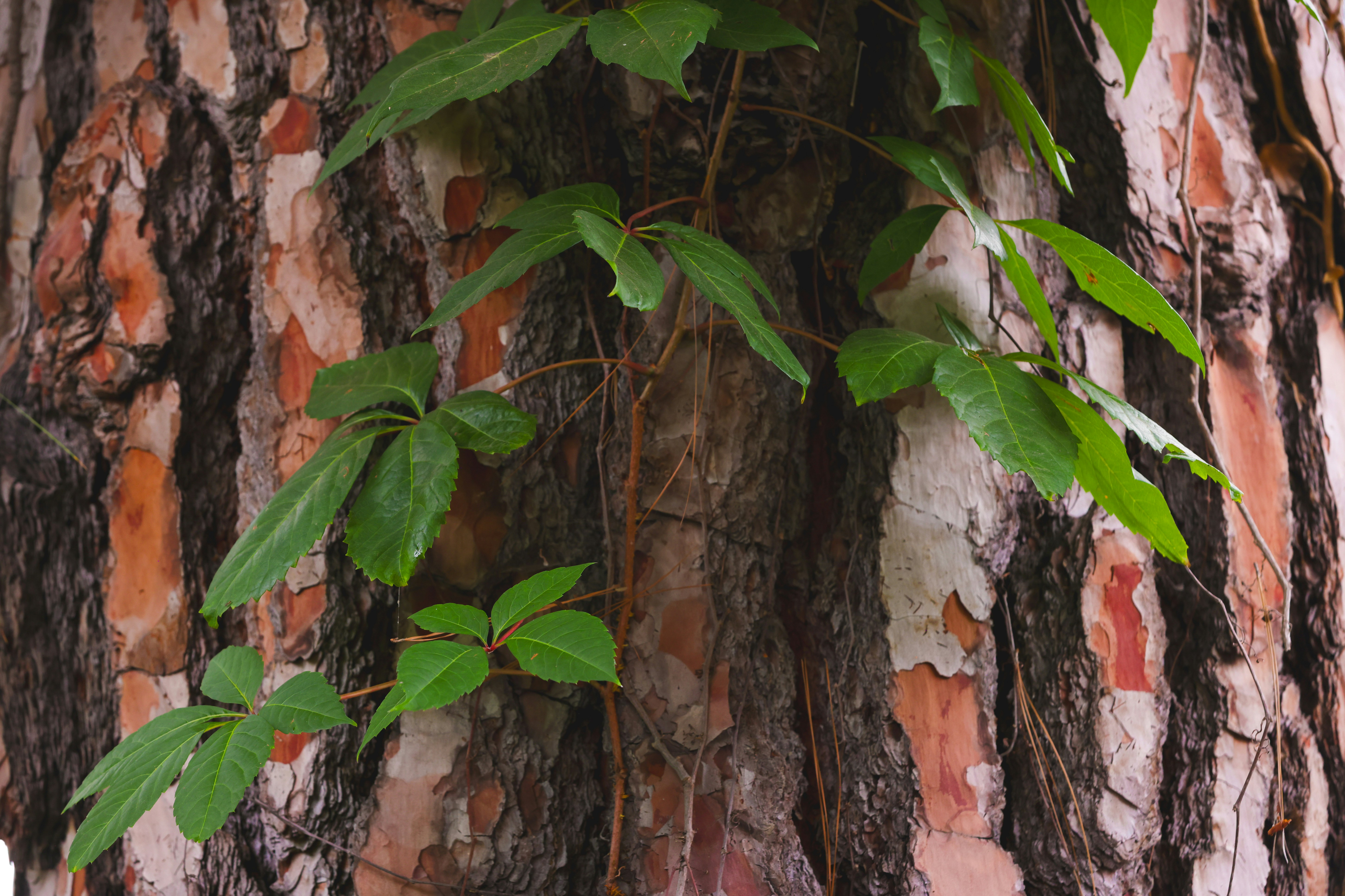 Photo by pscherer956