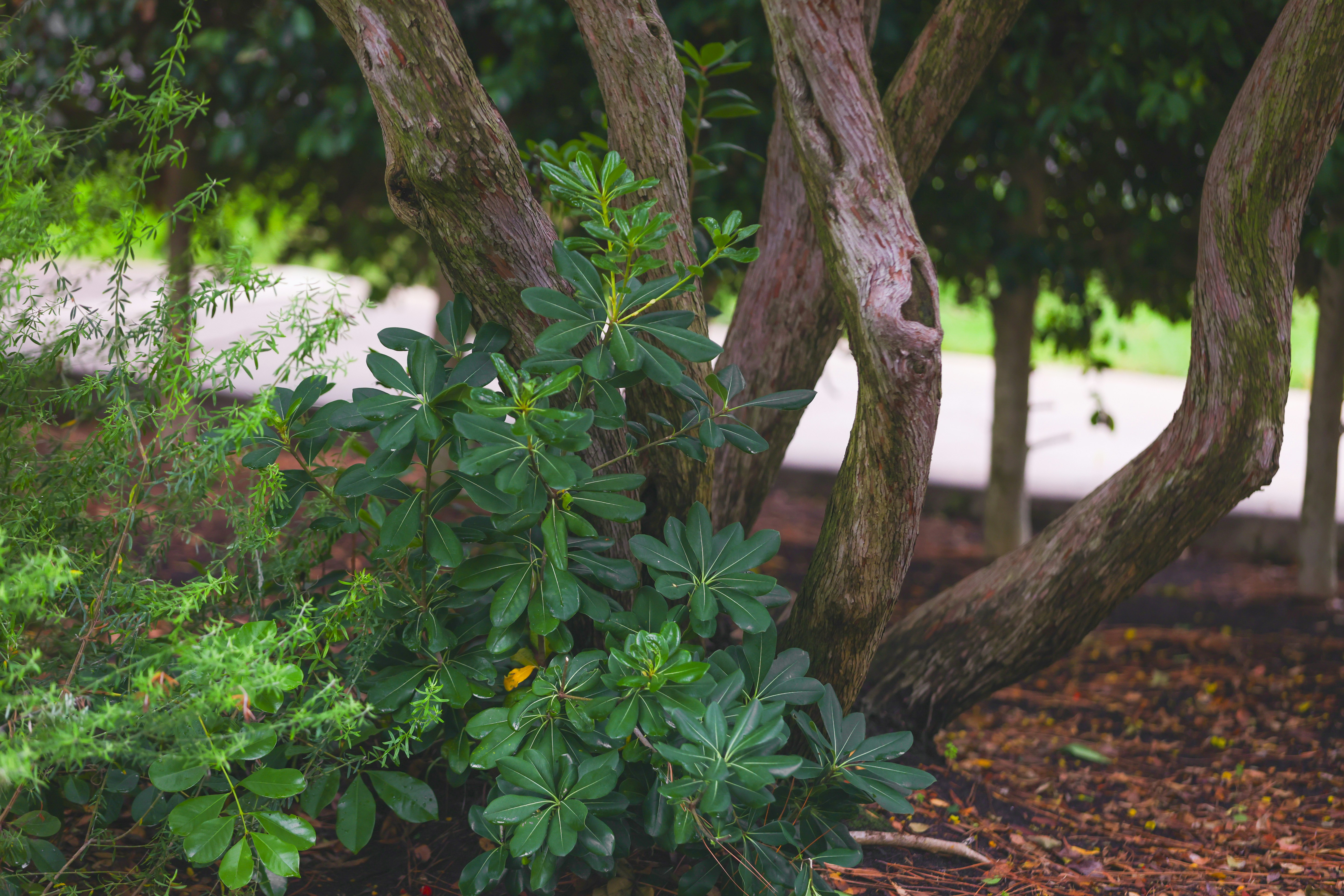 Photo by pscherer956