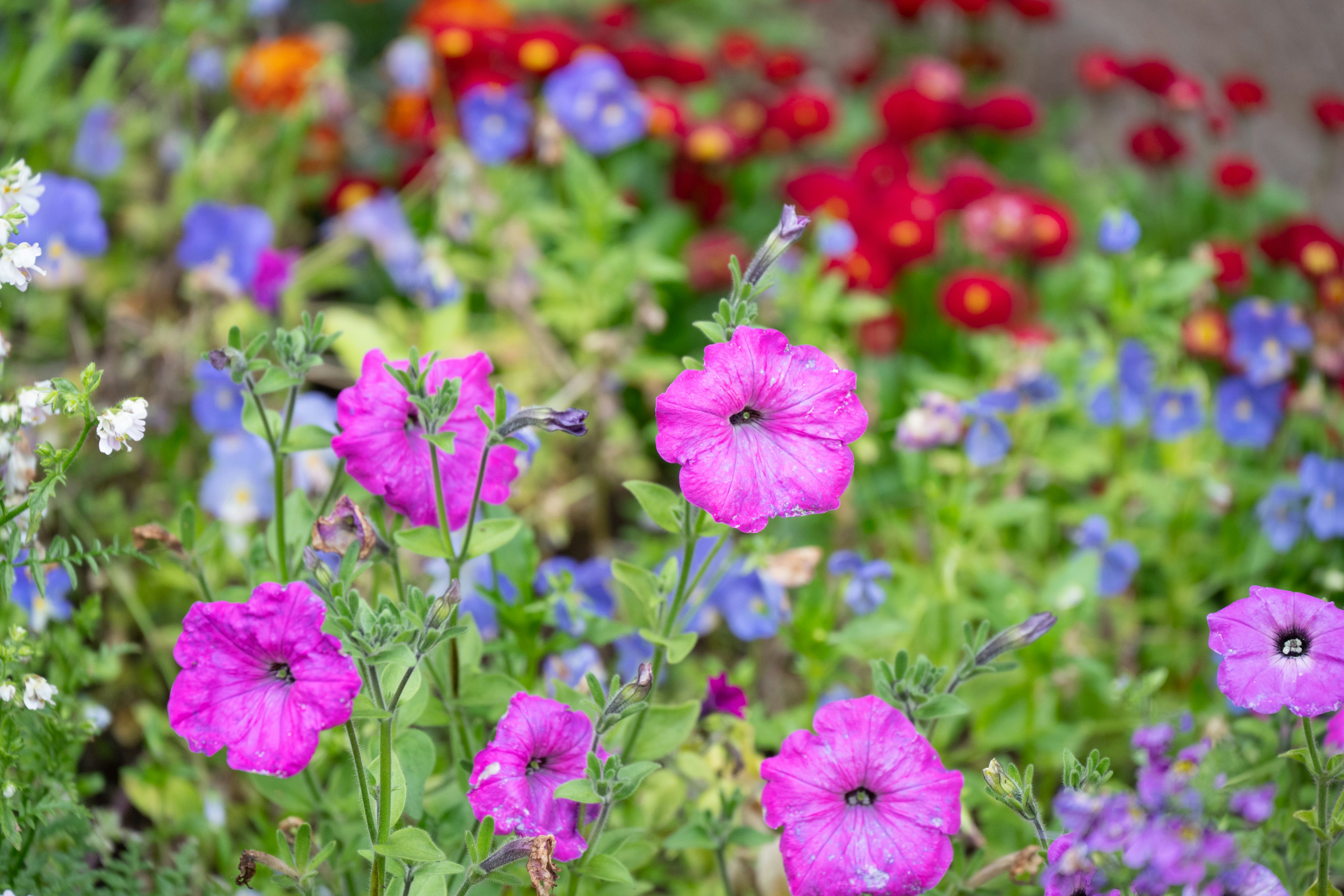 Photo by justmejuliee