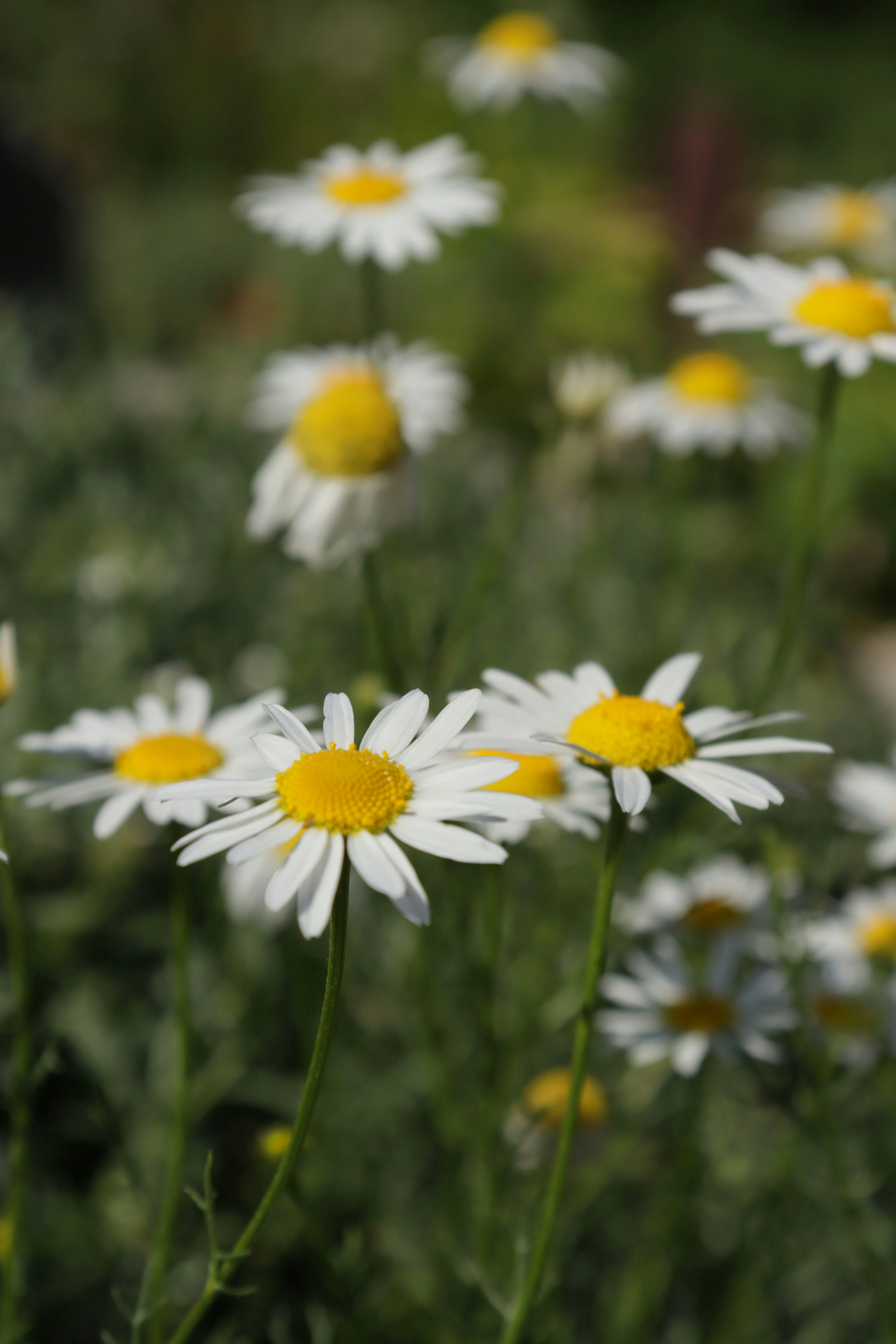 Photo by bored_mongoose