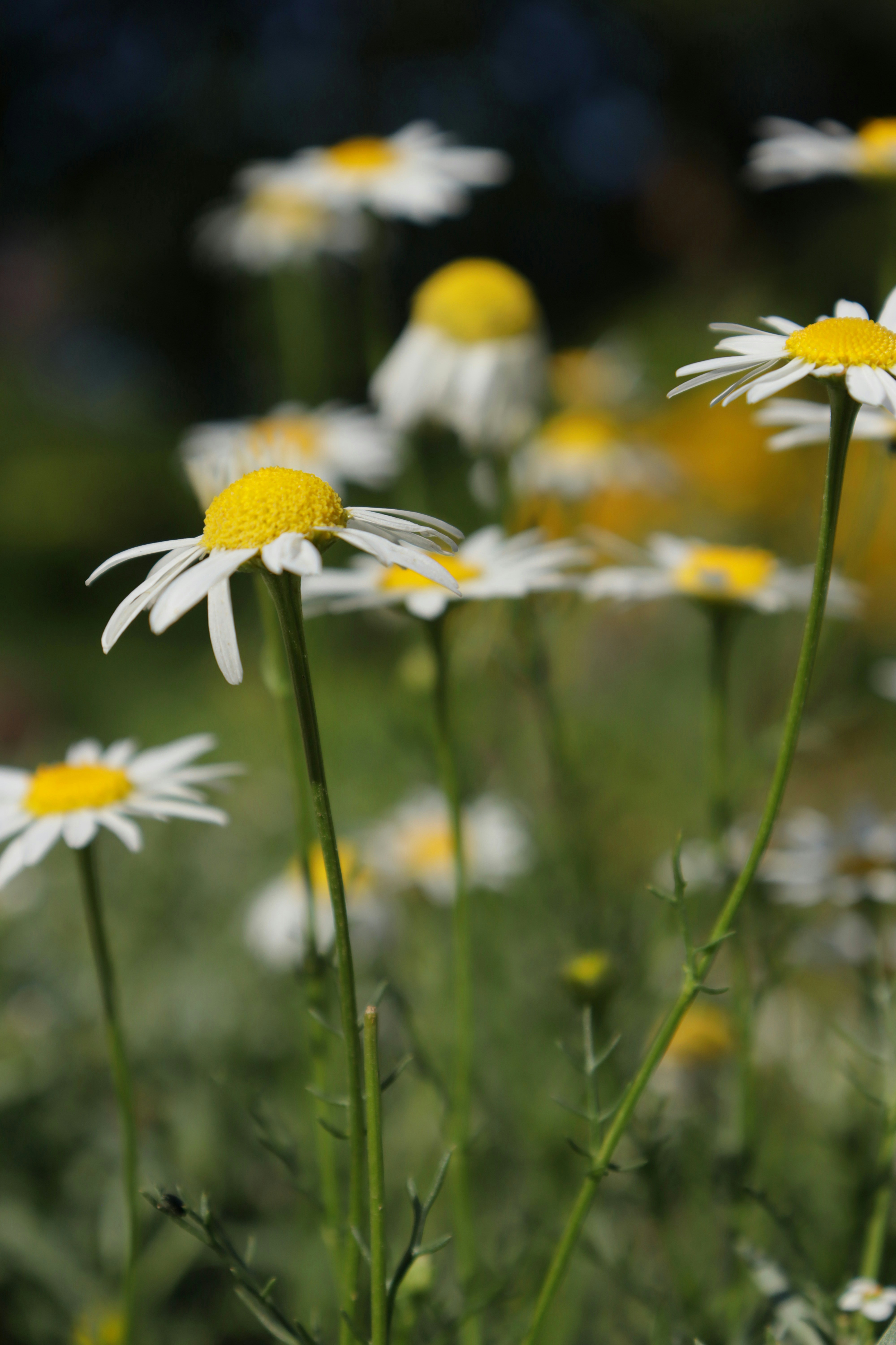 Photo by bored_mongoose