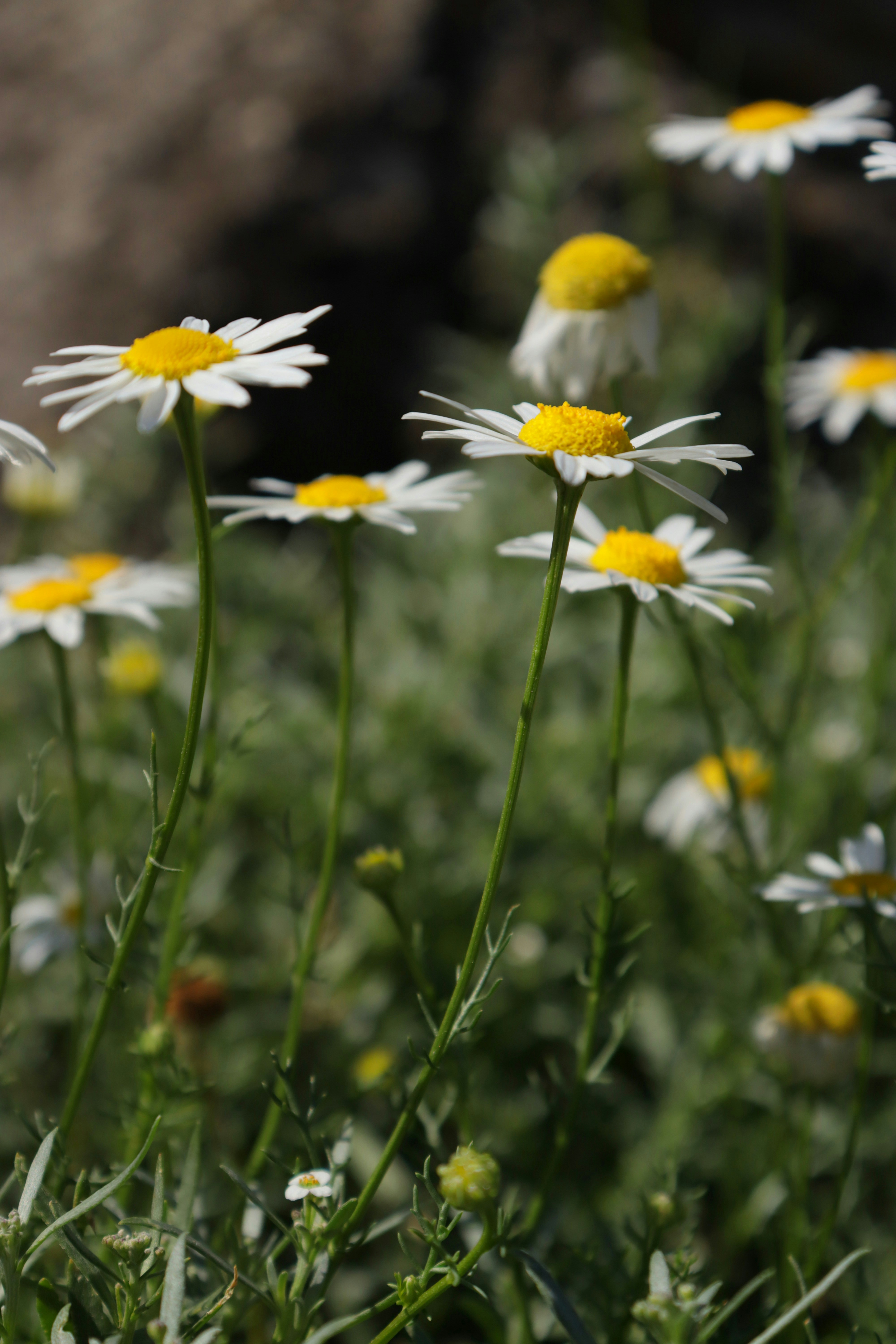 Photo by bored_mongoose