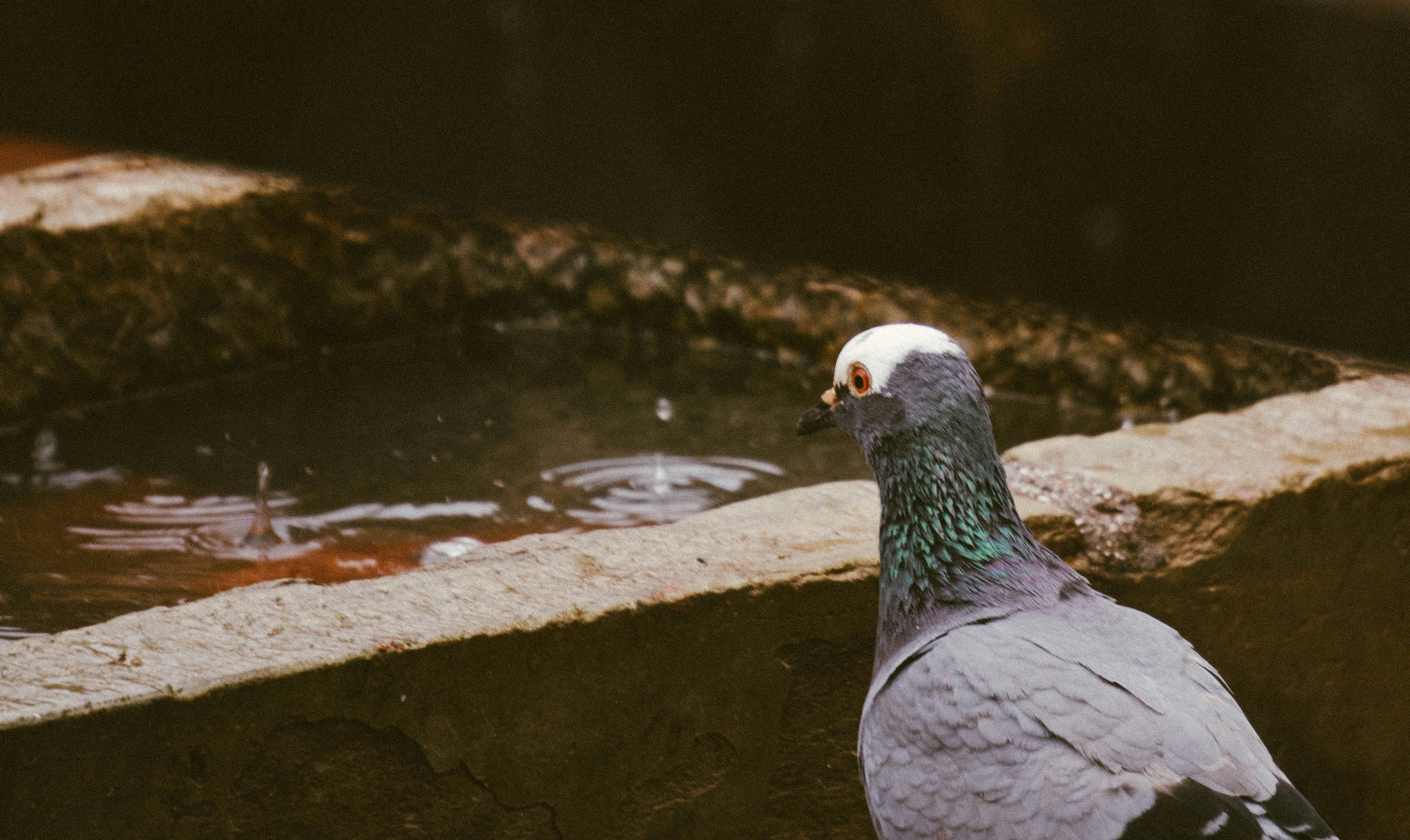 Photo by saagarshrest