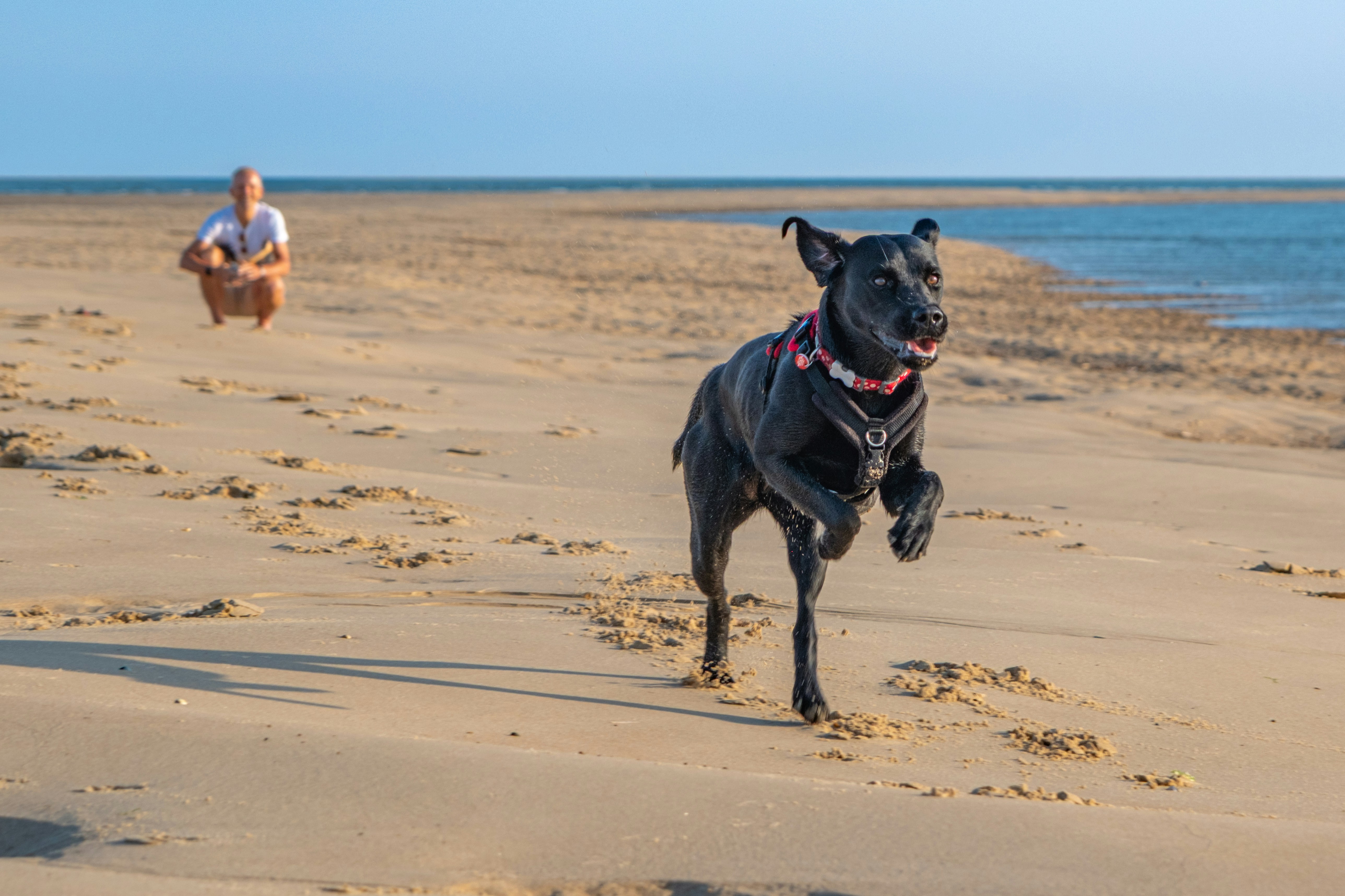 A young black labrador dog wearing a red collar races across a sandy beach towards the camera, with ears flying. In the distance there is a smiling man out of focus, crouching down, watching the dog.