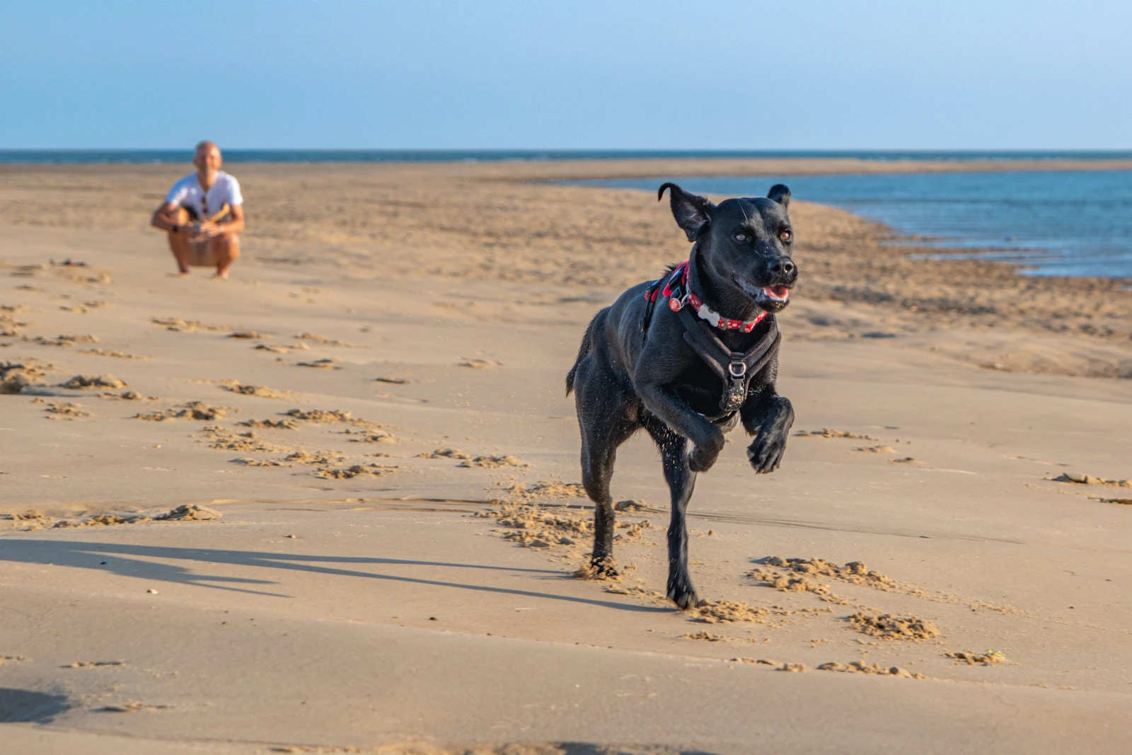 A black labrador racing across the sand towards its owner on a sunny beach