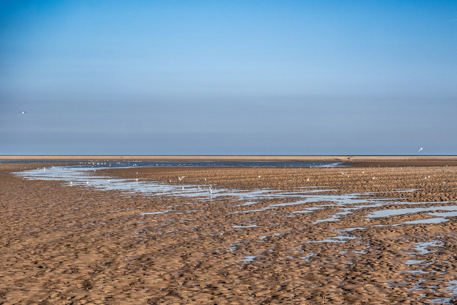 Waders on the mud at first light