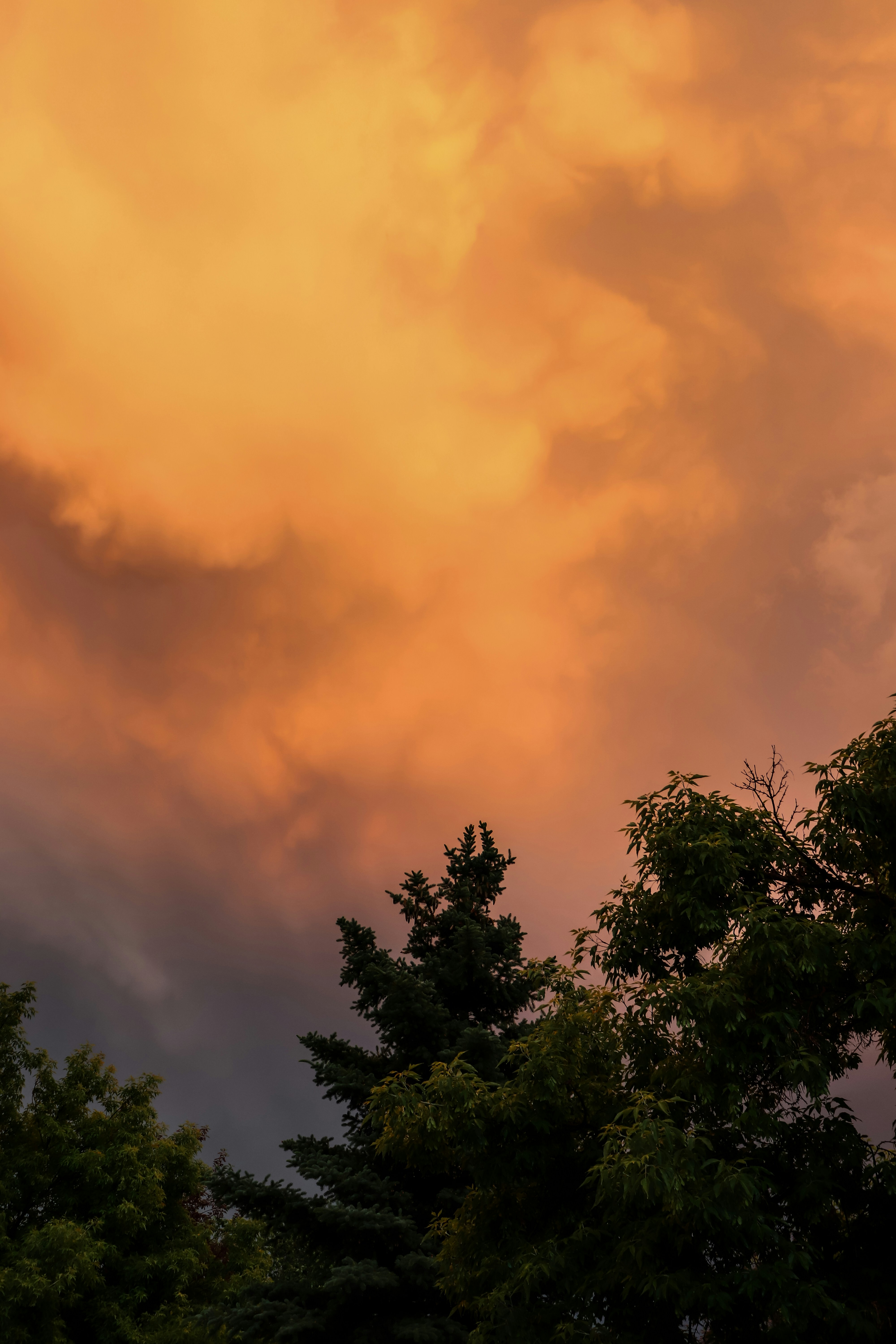 Fiery orange clouds illuminate the sky above trees.