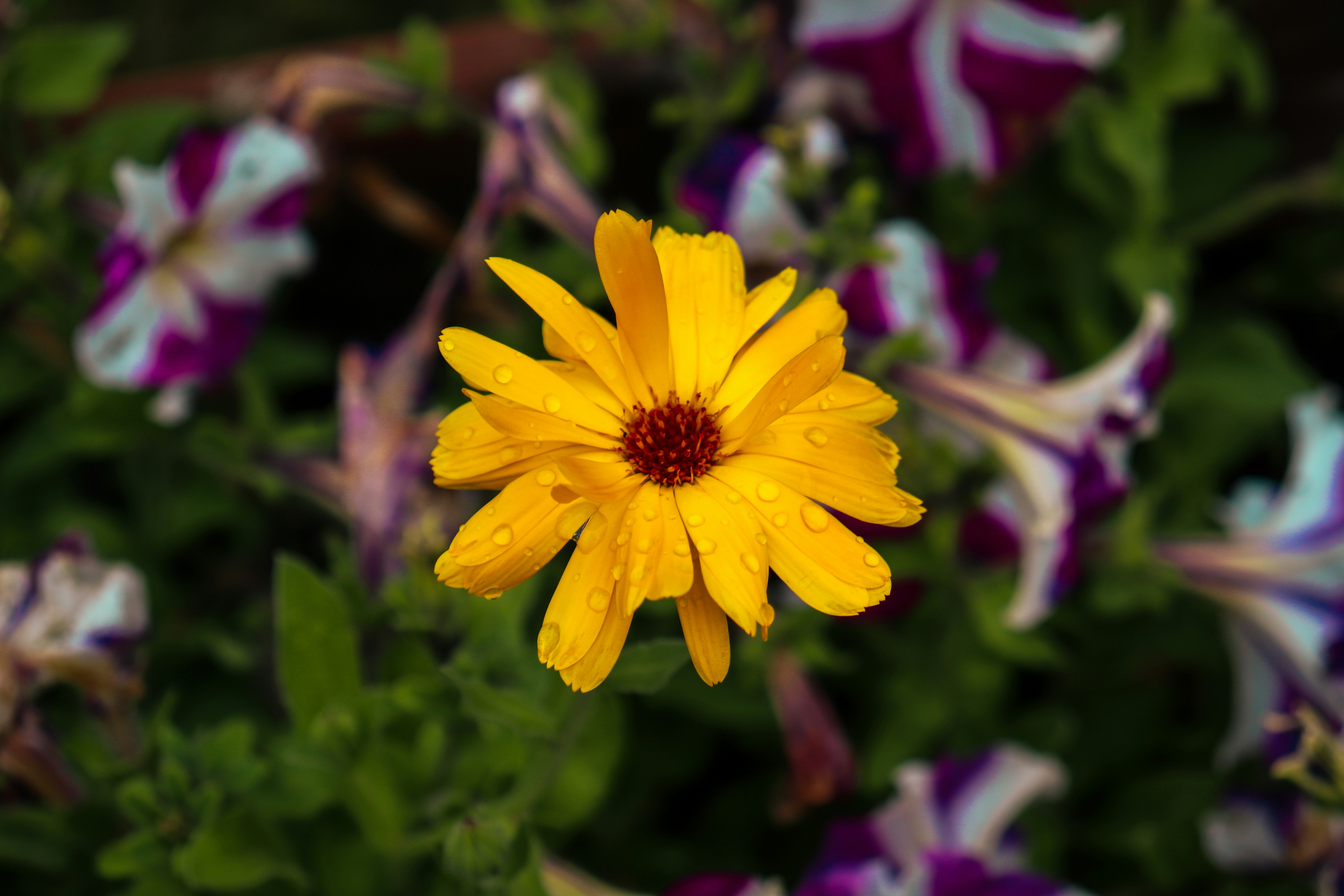 A single yellow flower with water droplets.