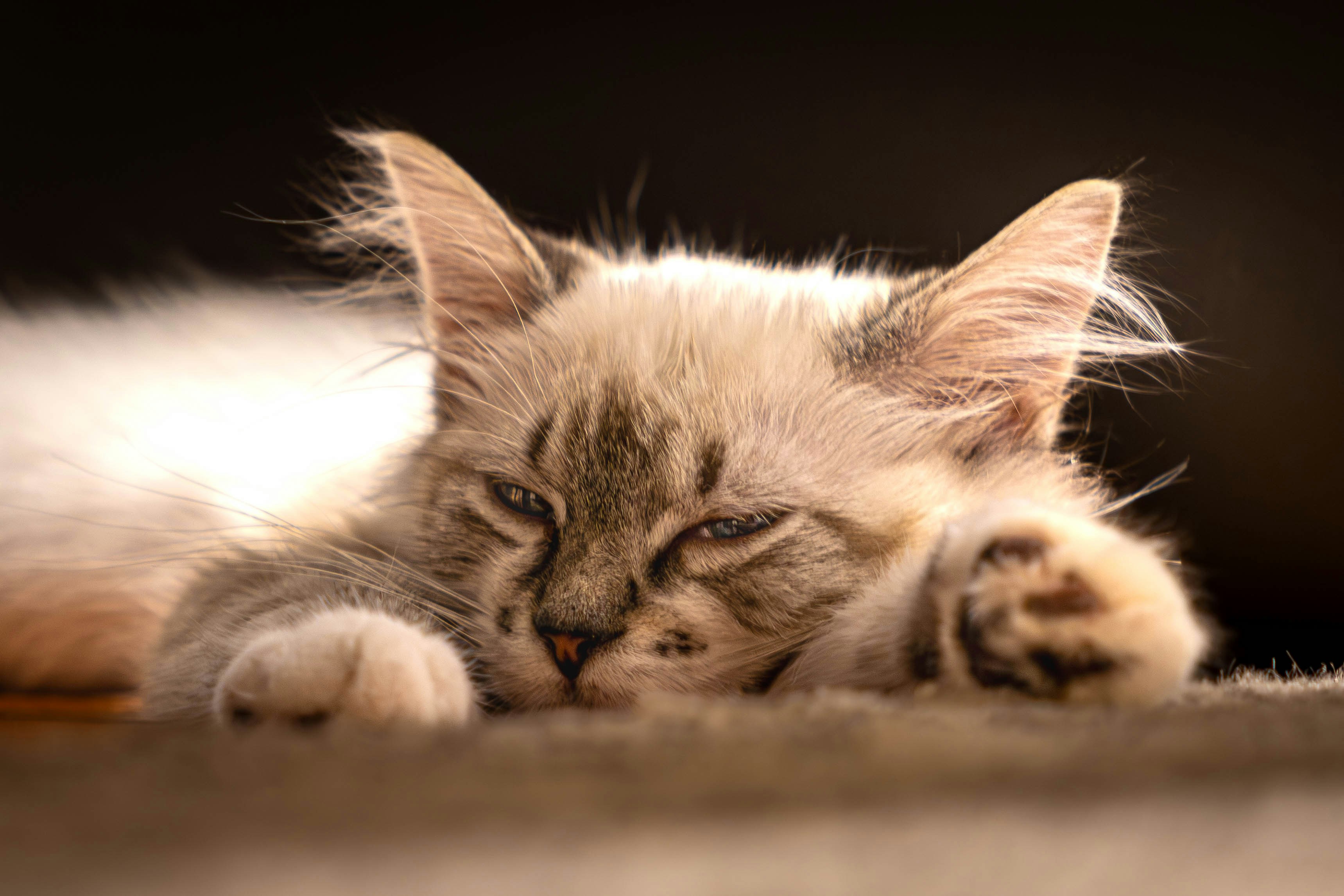 Photo by thedailystruggles