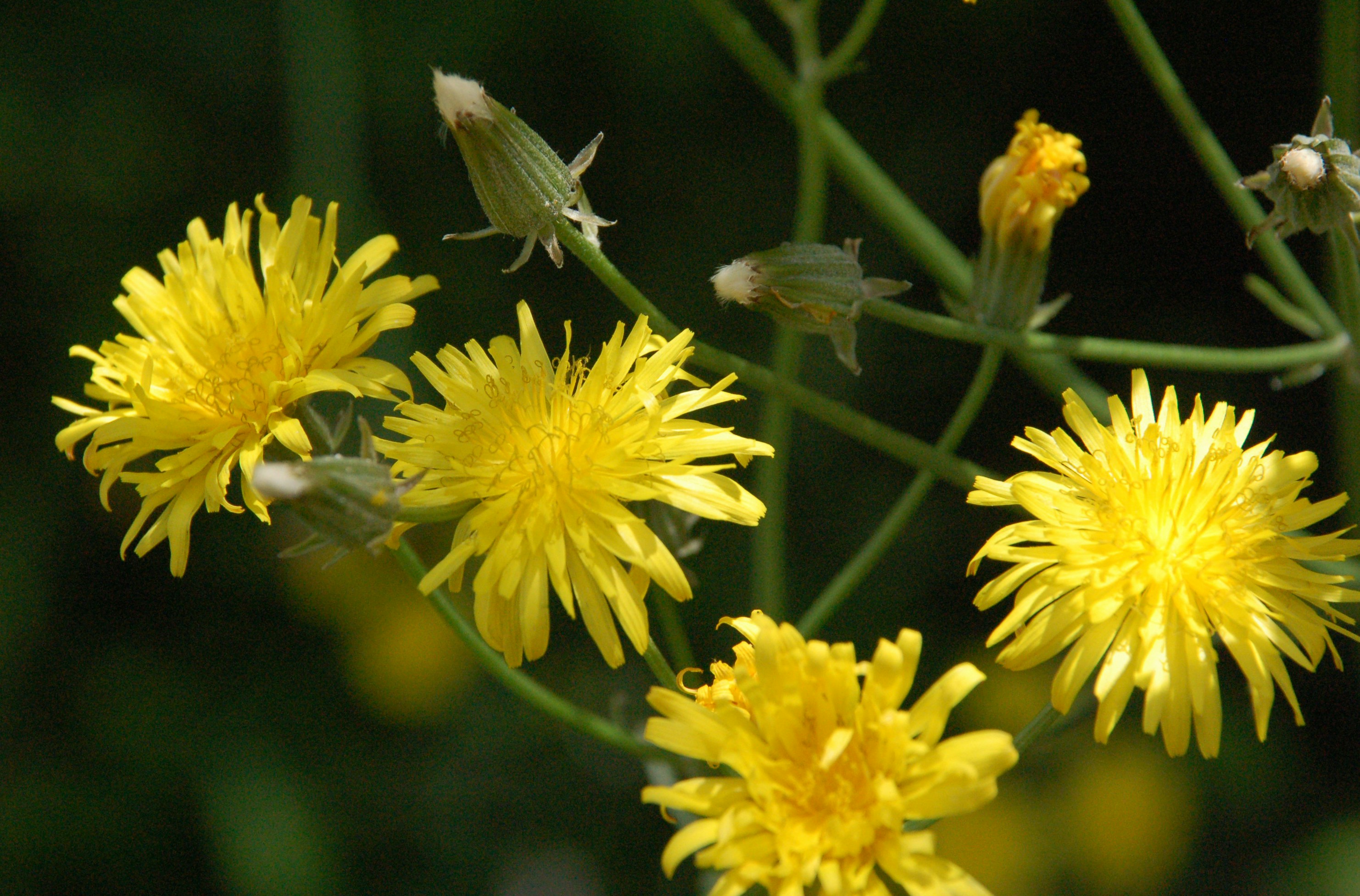 Several yellow wildflowers bloom against a dark background.