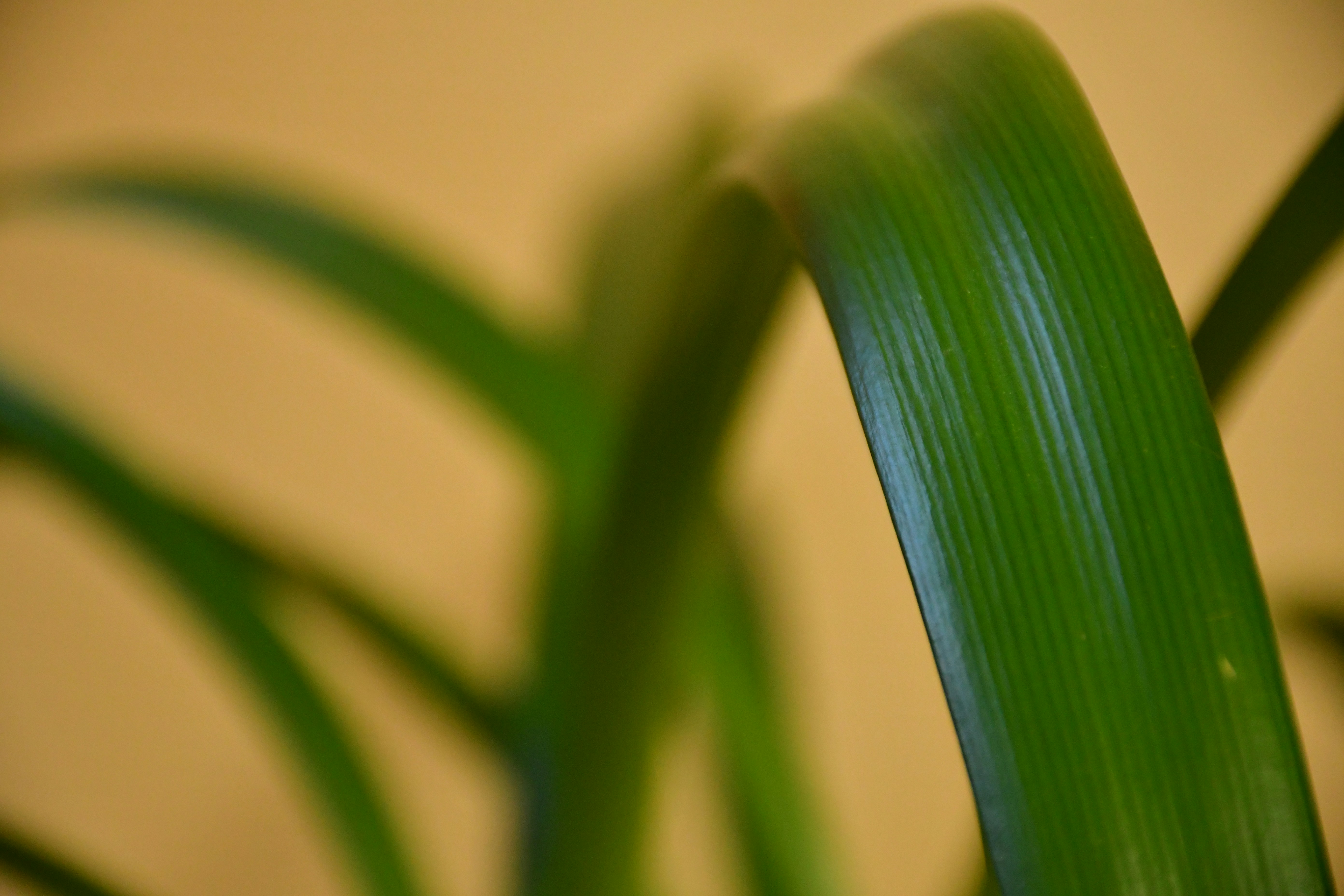 Photo by anna_kharkivska