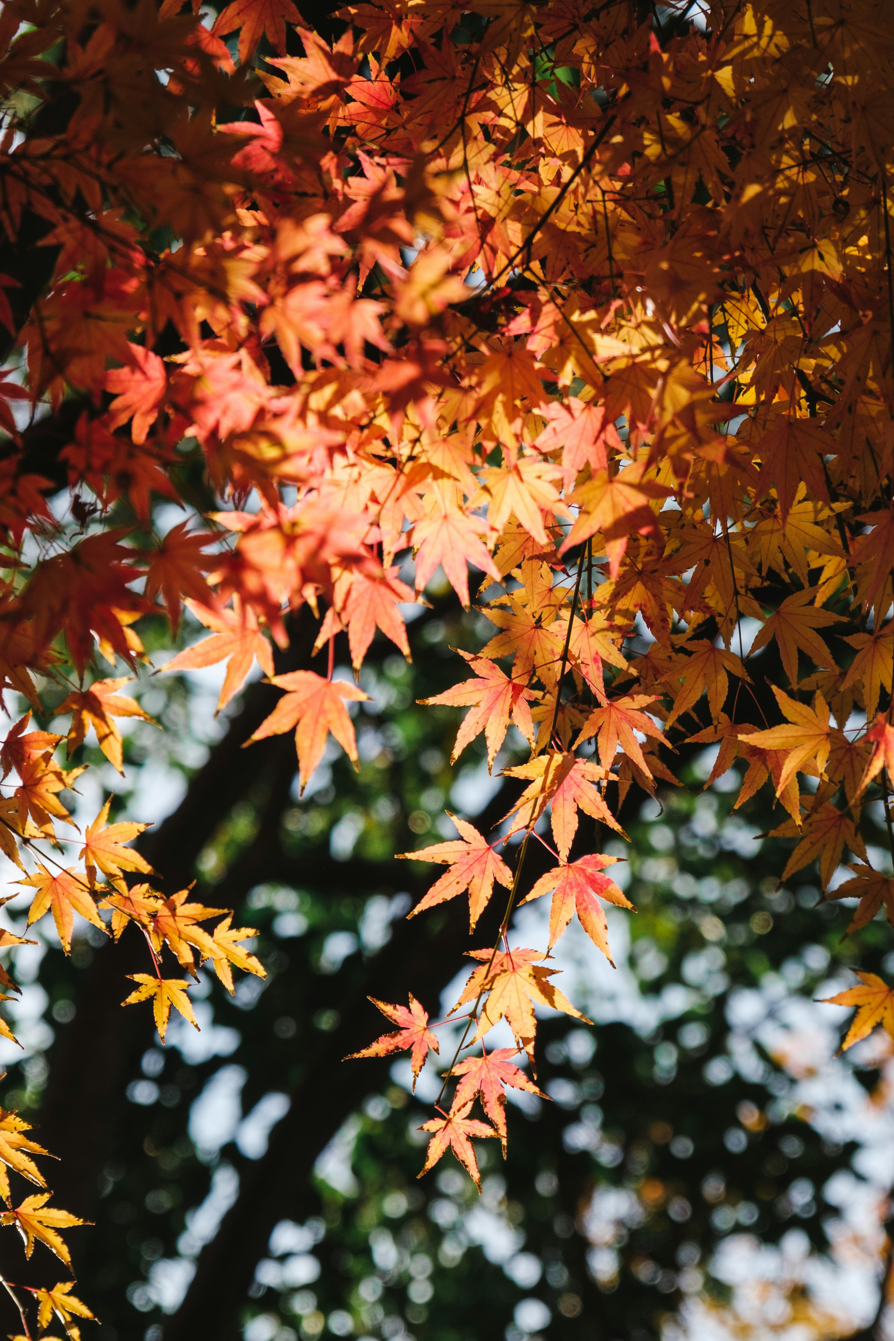 Photo by qianxi