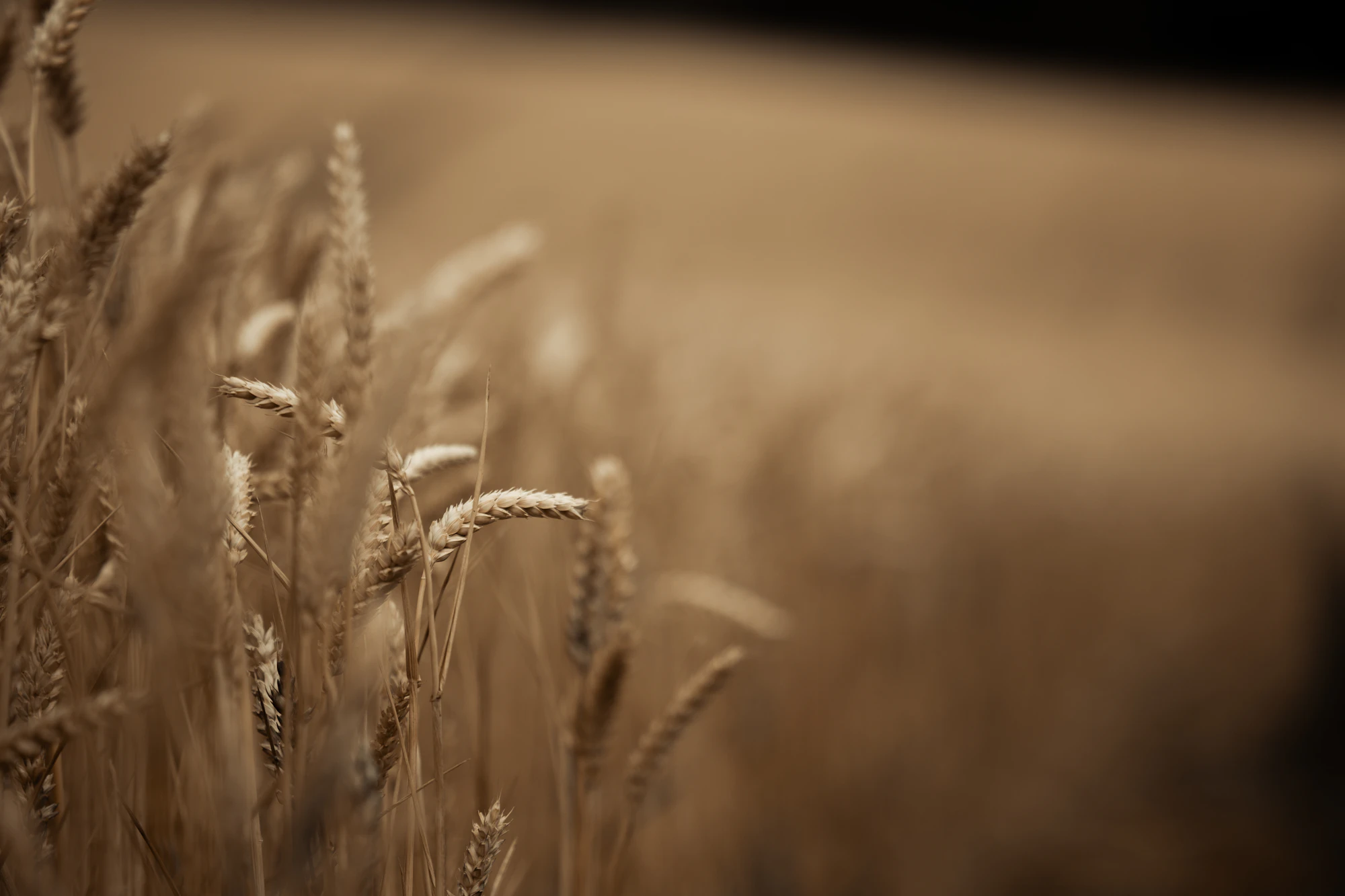 Campo di grano