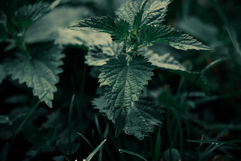 Nettle Leaf (Urtica dioica)