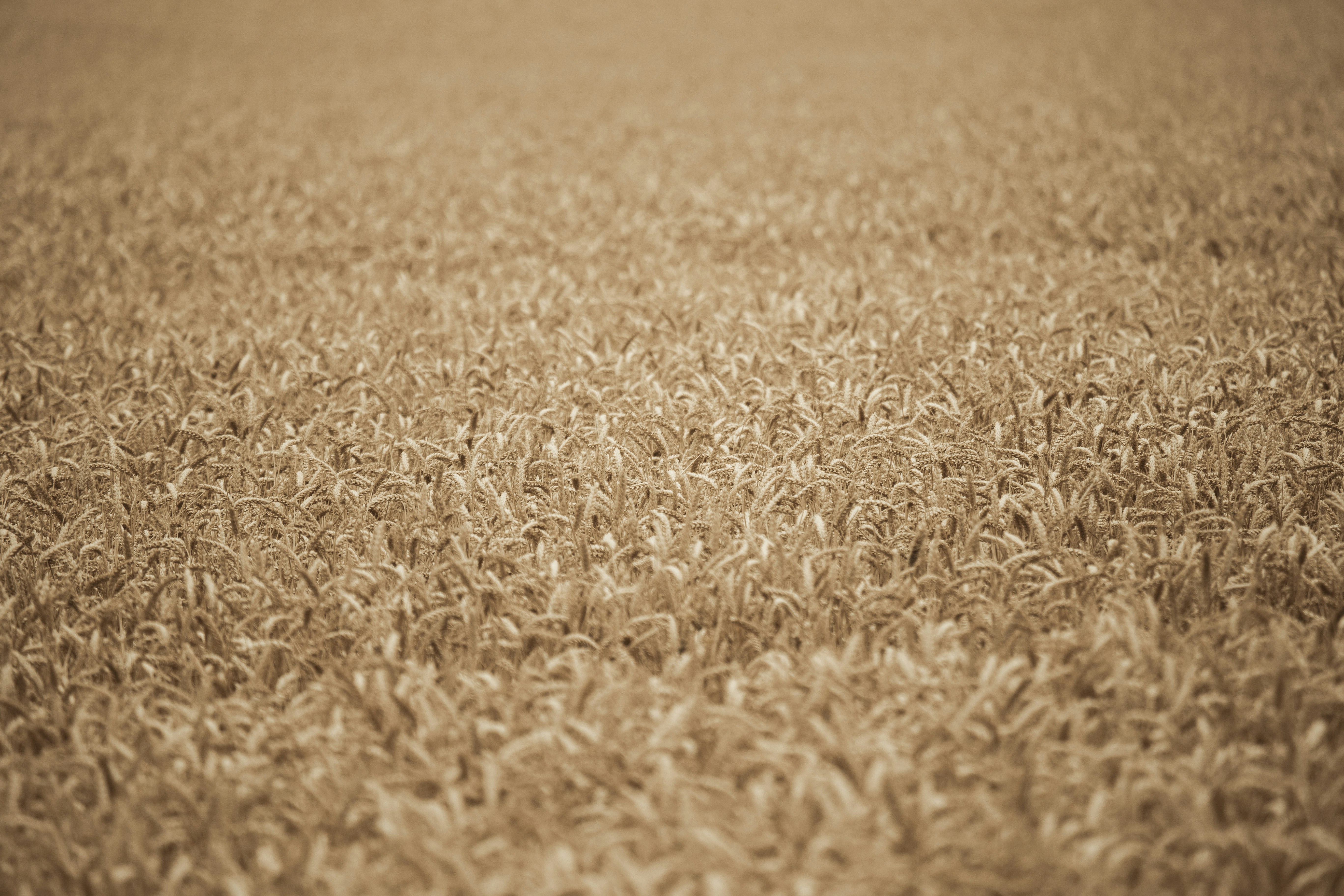 A vast Kansas field under a big sky, representing agricultural dust and pollen - duct cleaning indoor air quality in cheney ks