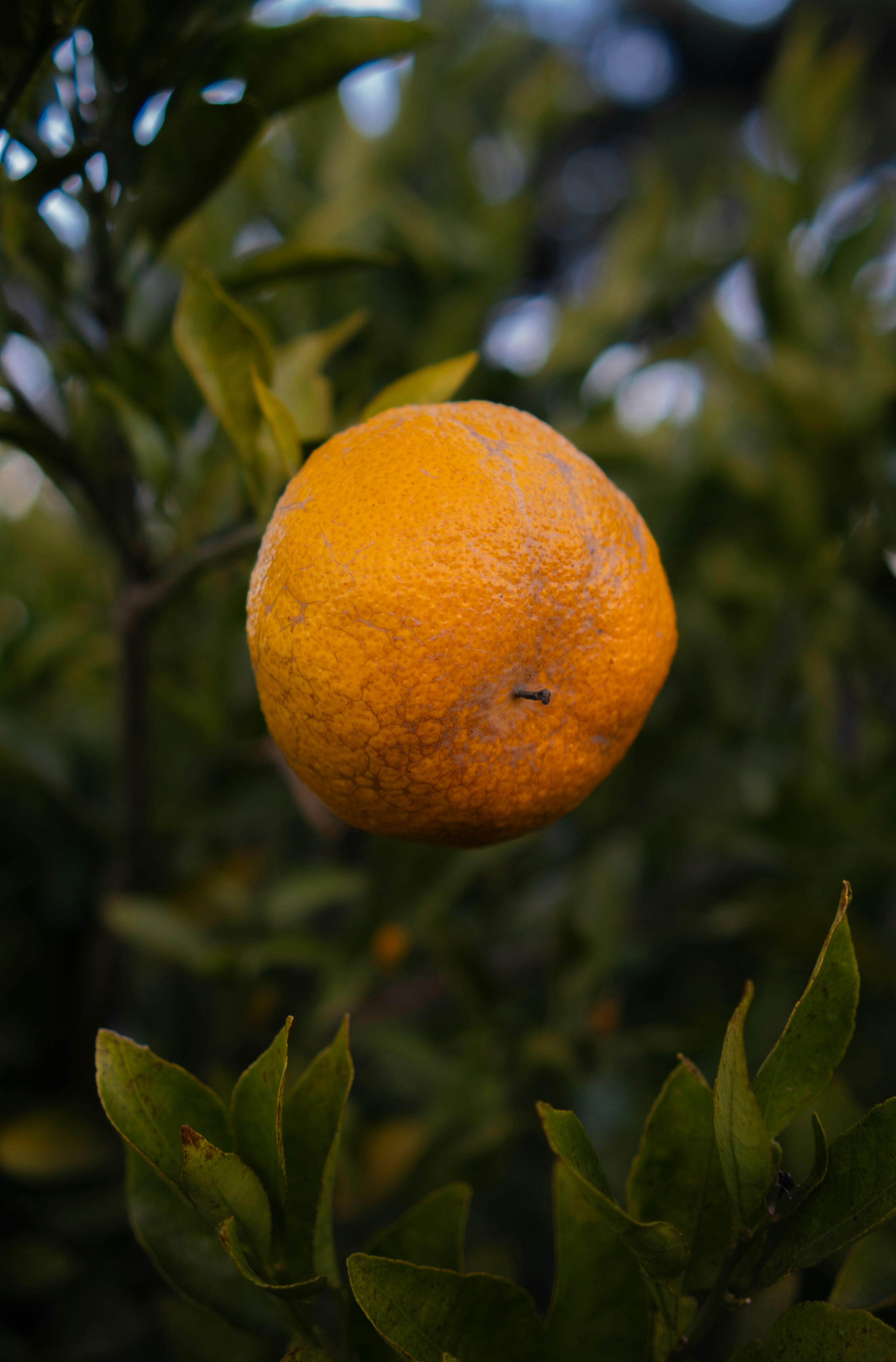 Photo by andreicastanha