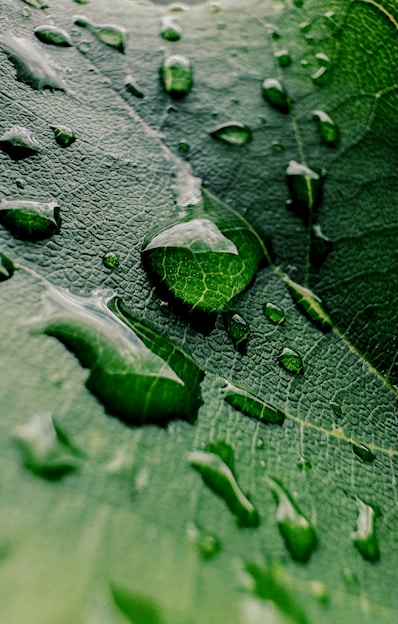 Close-up of water droplets on a green leaf