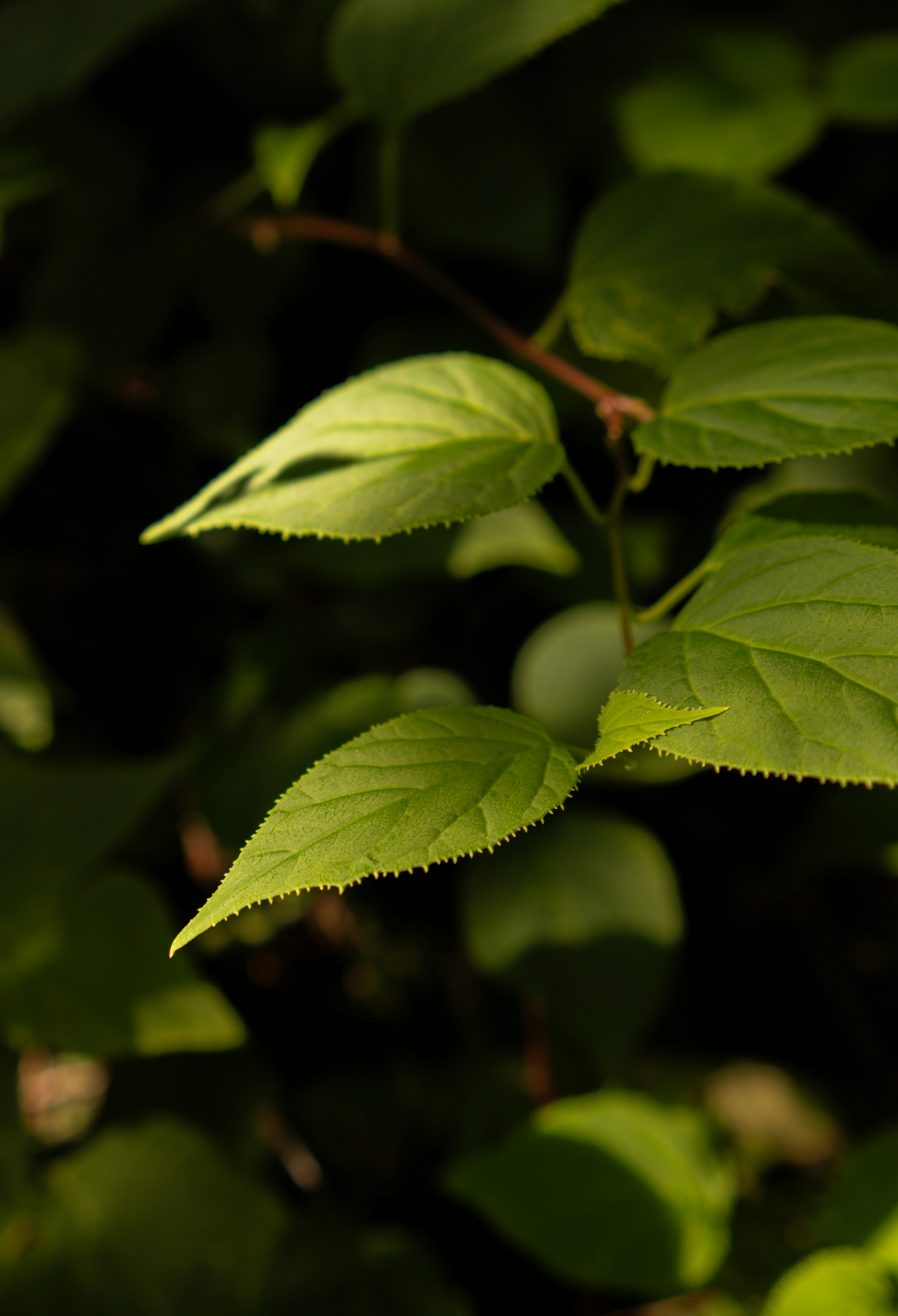 Photo by andreicastanha