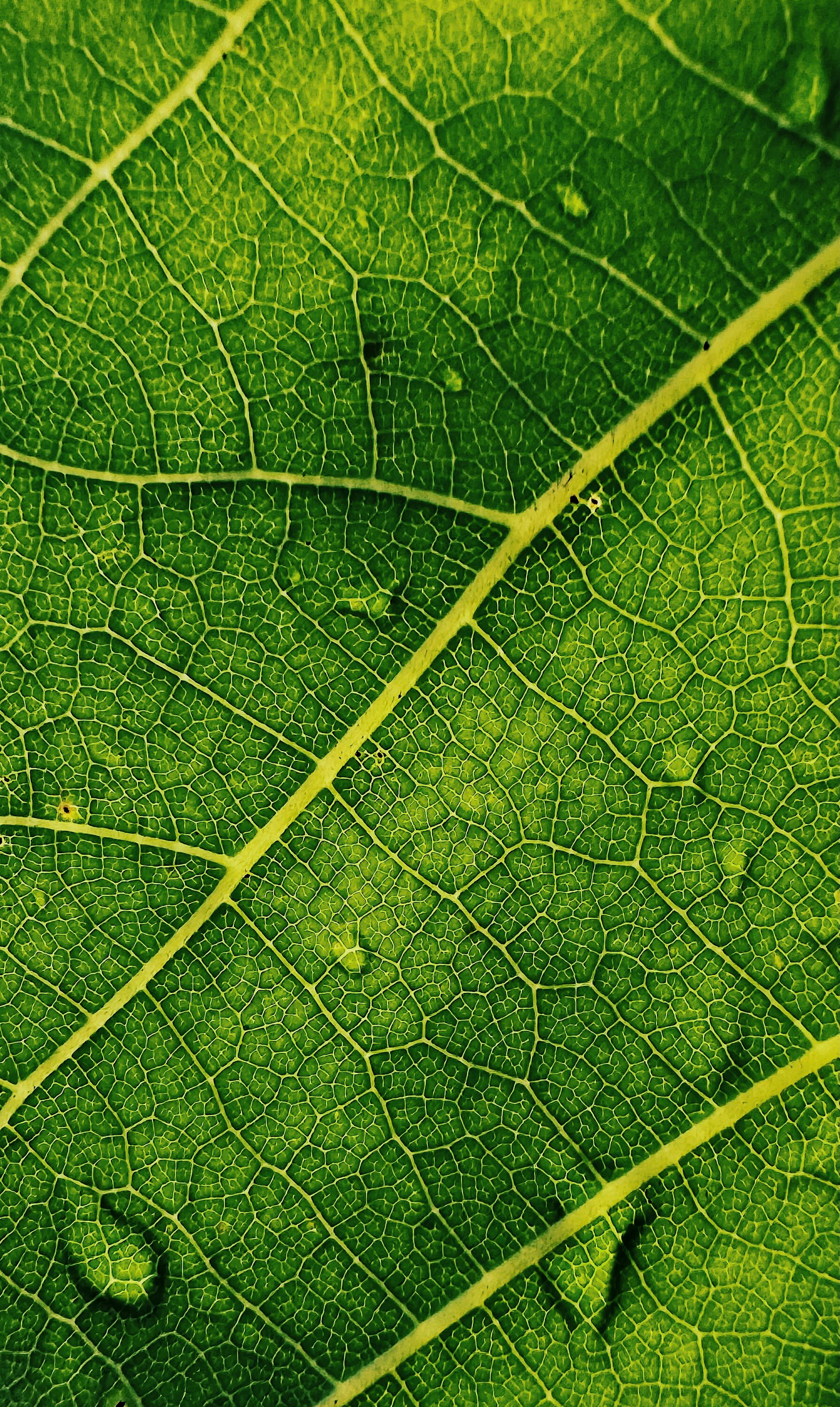 Close-up of a green leaf with visible veins and water droplets.
