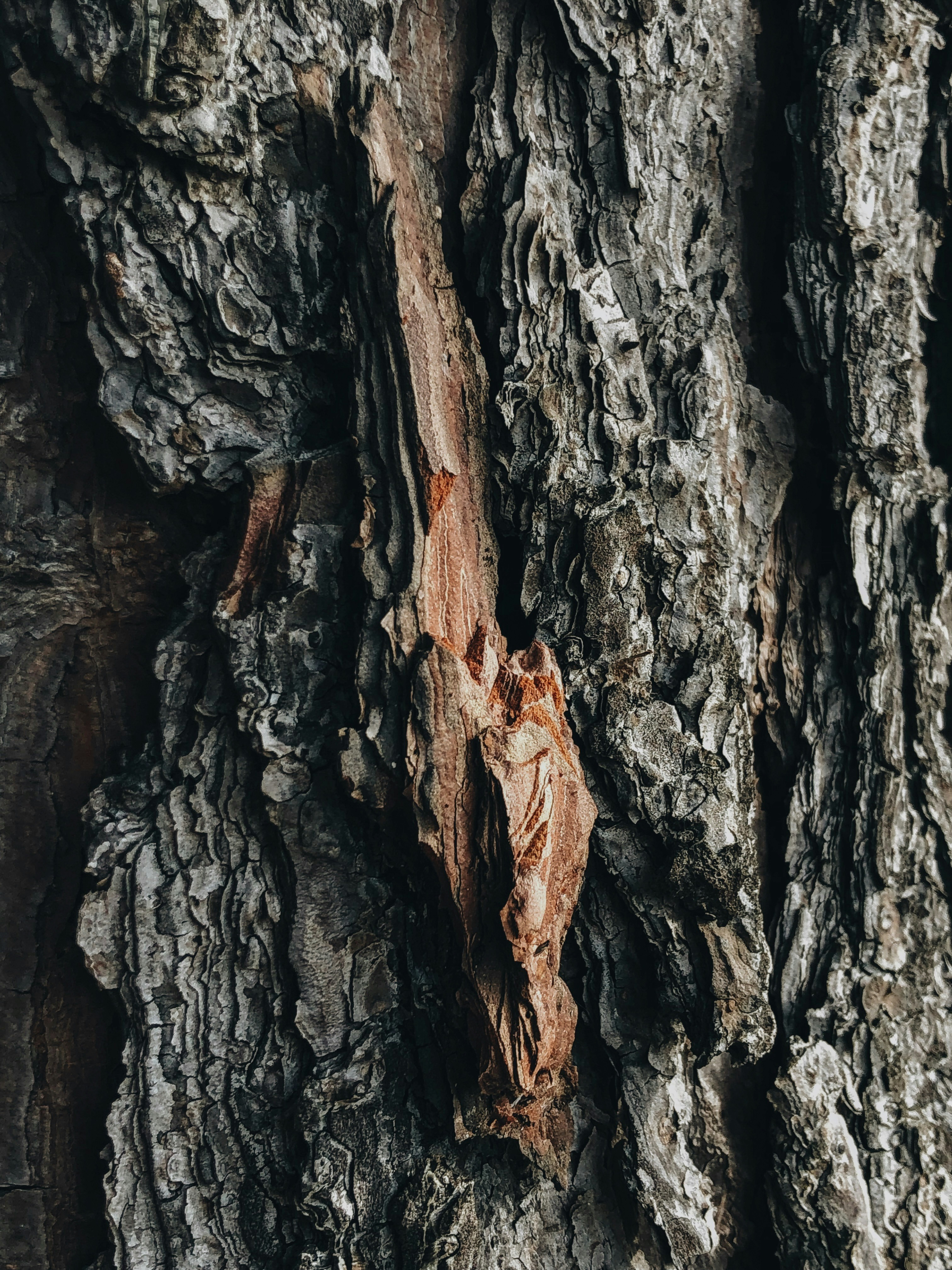 Photo by andreicastanha