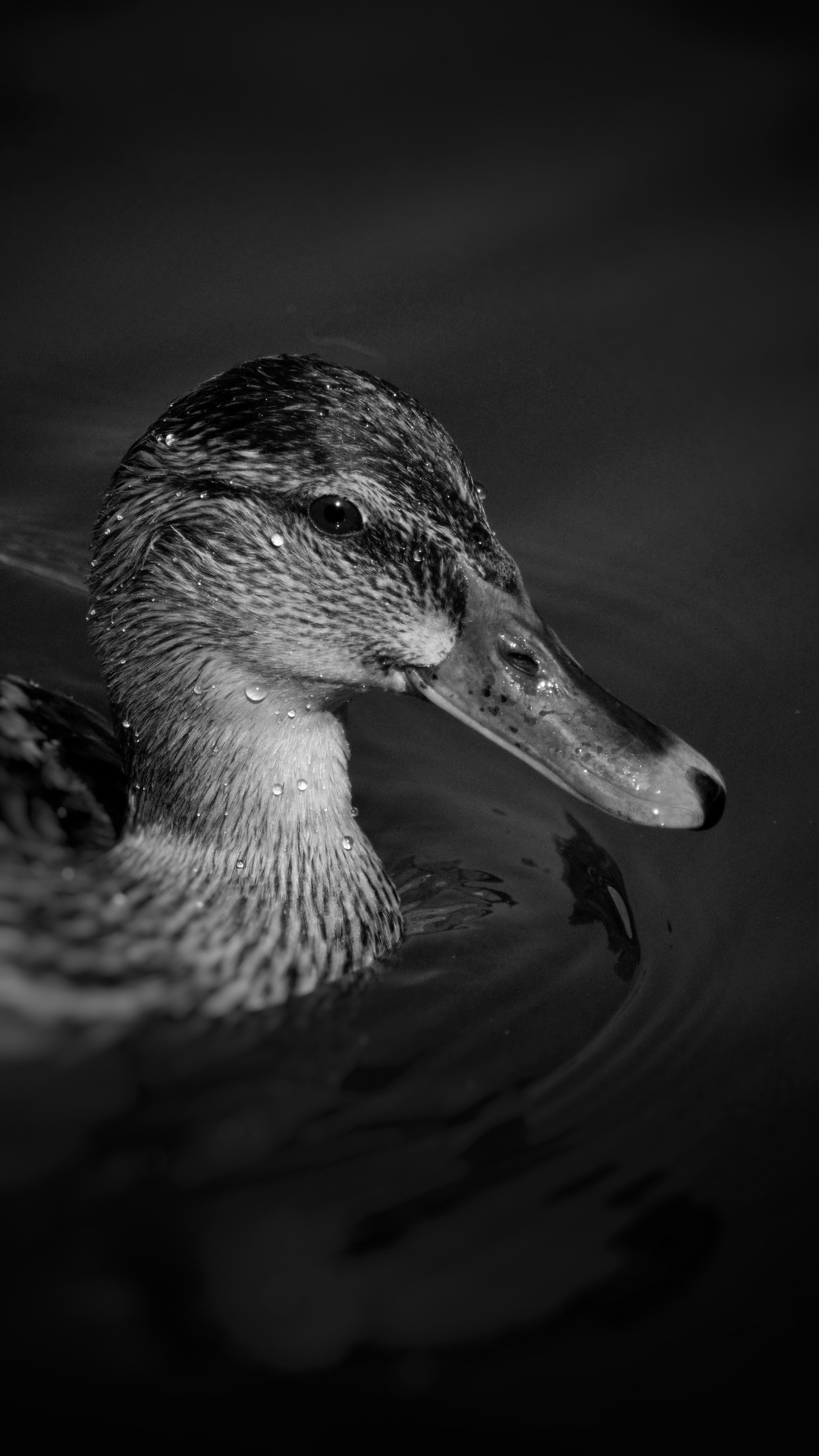 black and white potrait of a duck