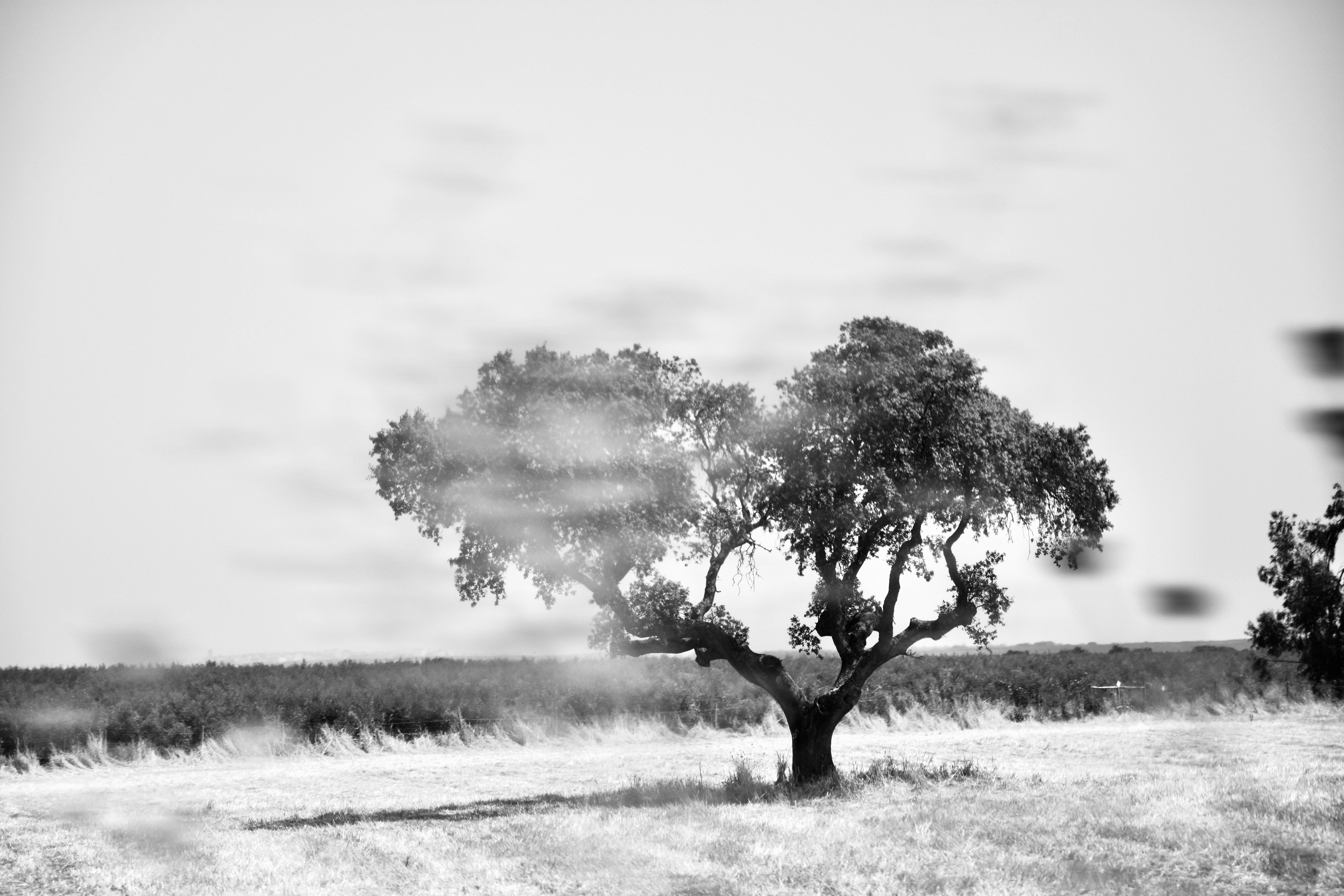 Photo by binogrepolian