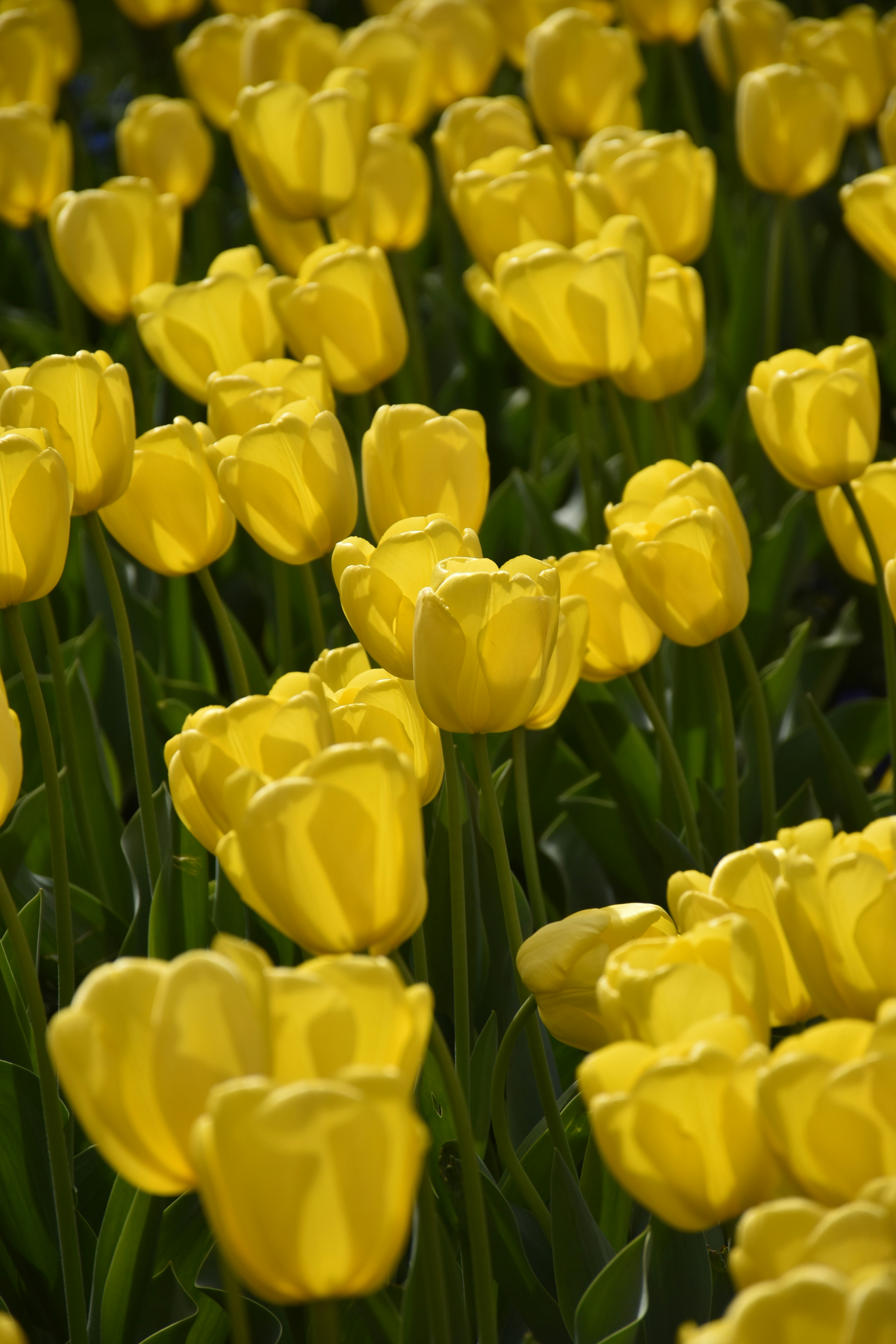 Photo by feketenimrod