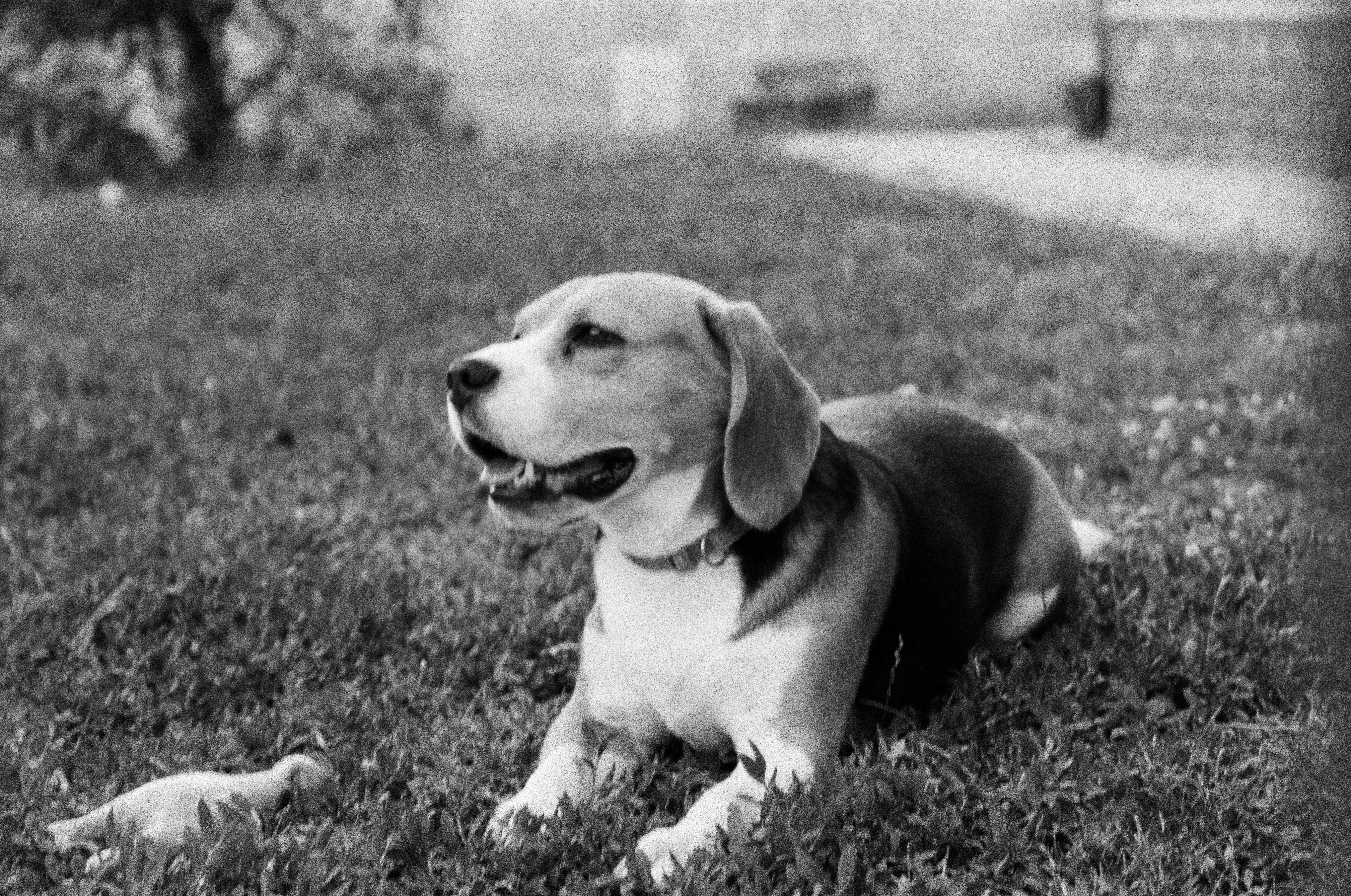 Beagle dog lying on grass with a toy.