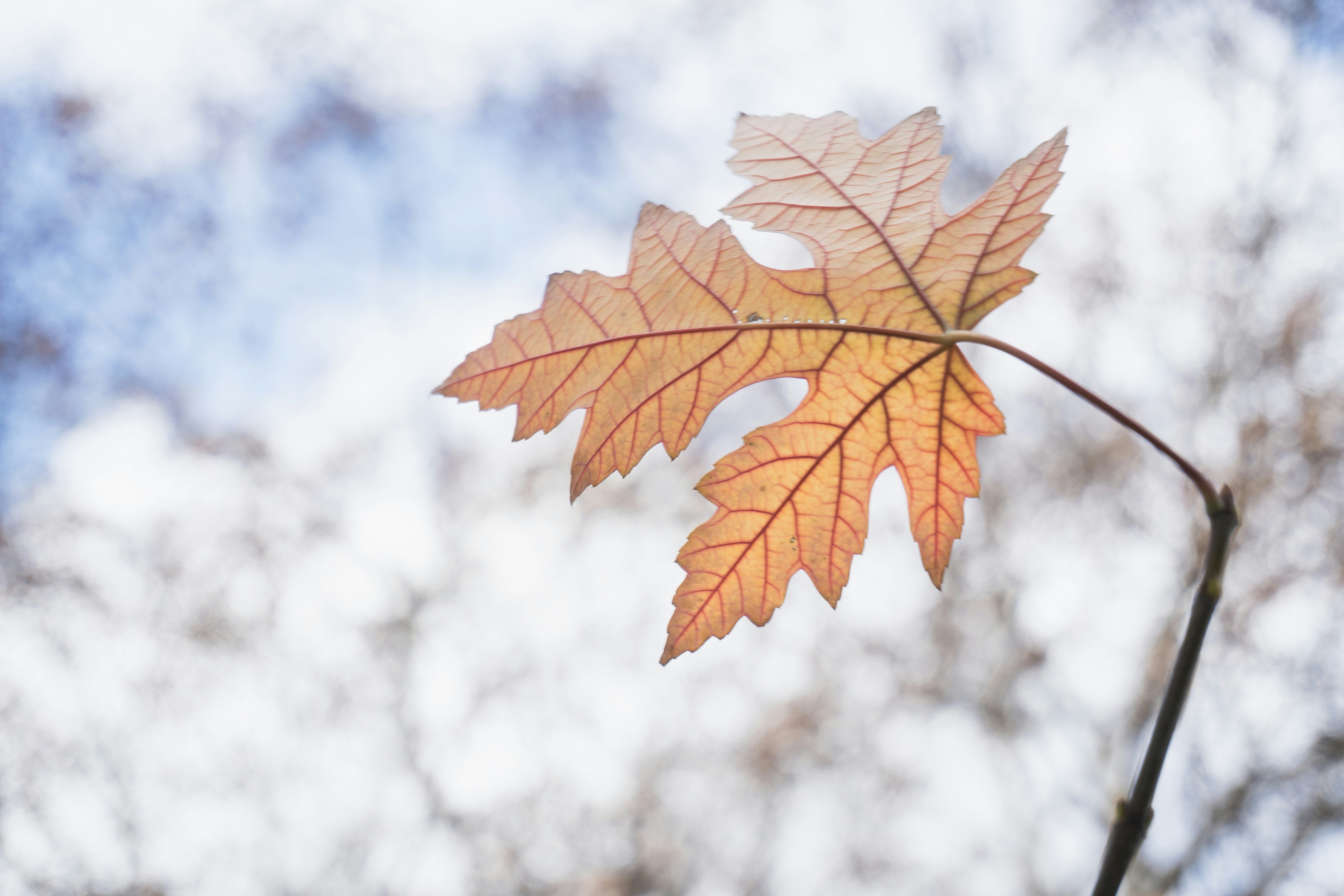 Photo by theguilhermeramos