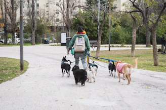 Person walking a pack of dogs in a park