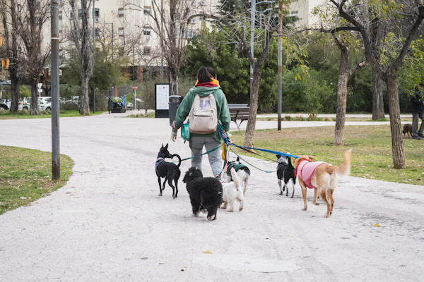 Person walking a pack of dogs in a park