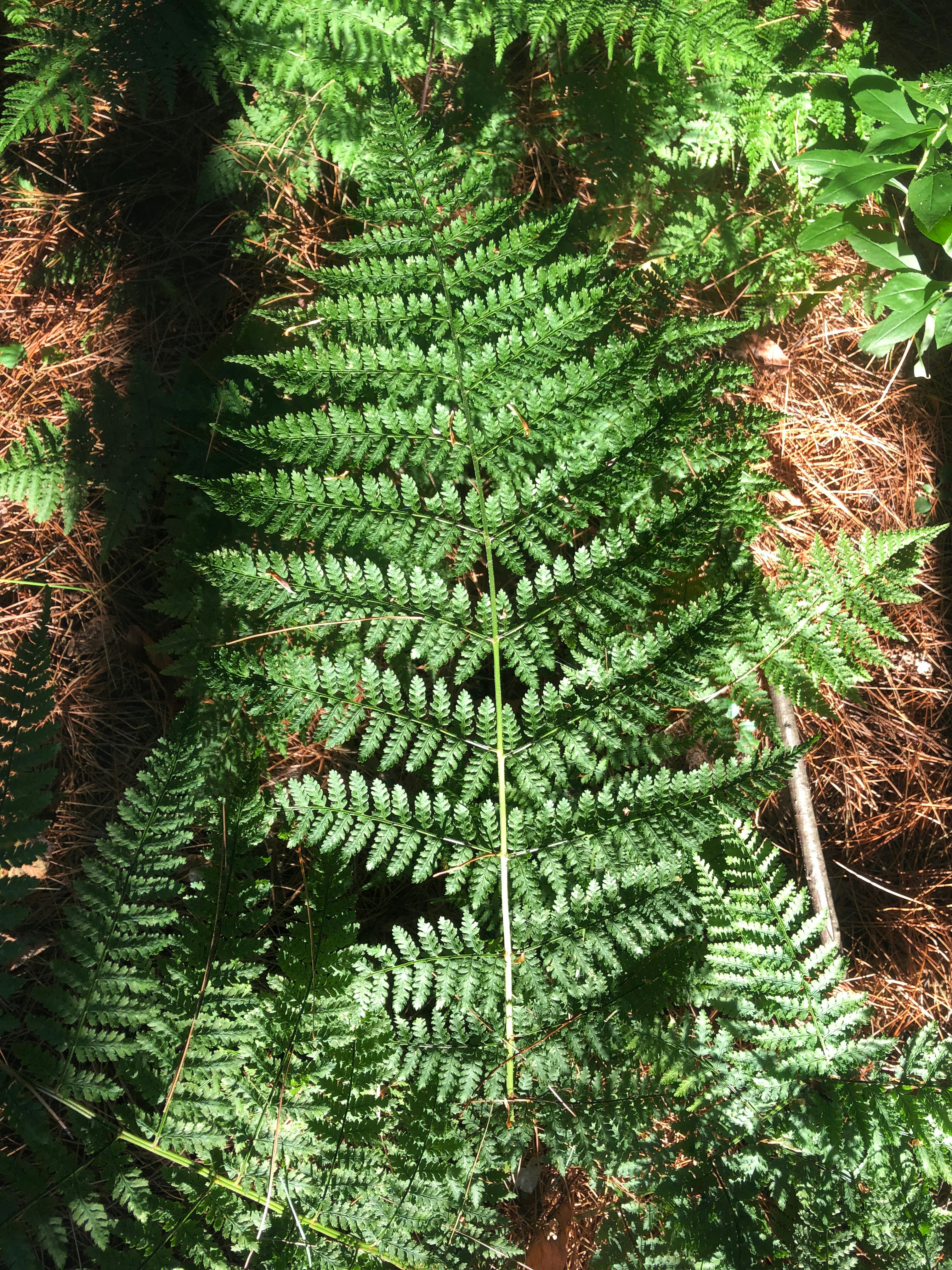 Green fern fronds in a forest setting.