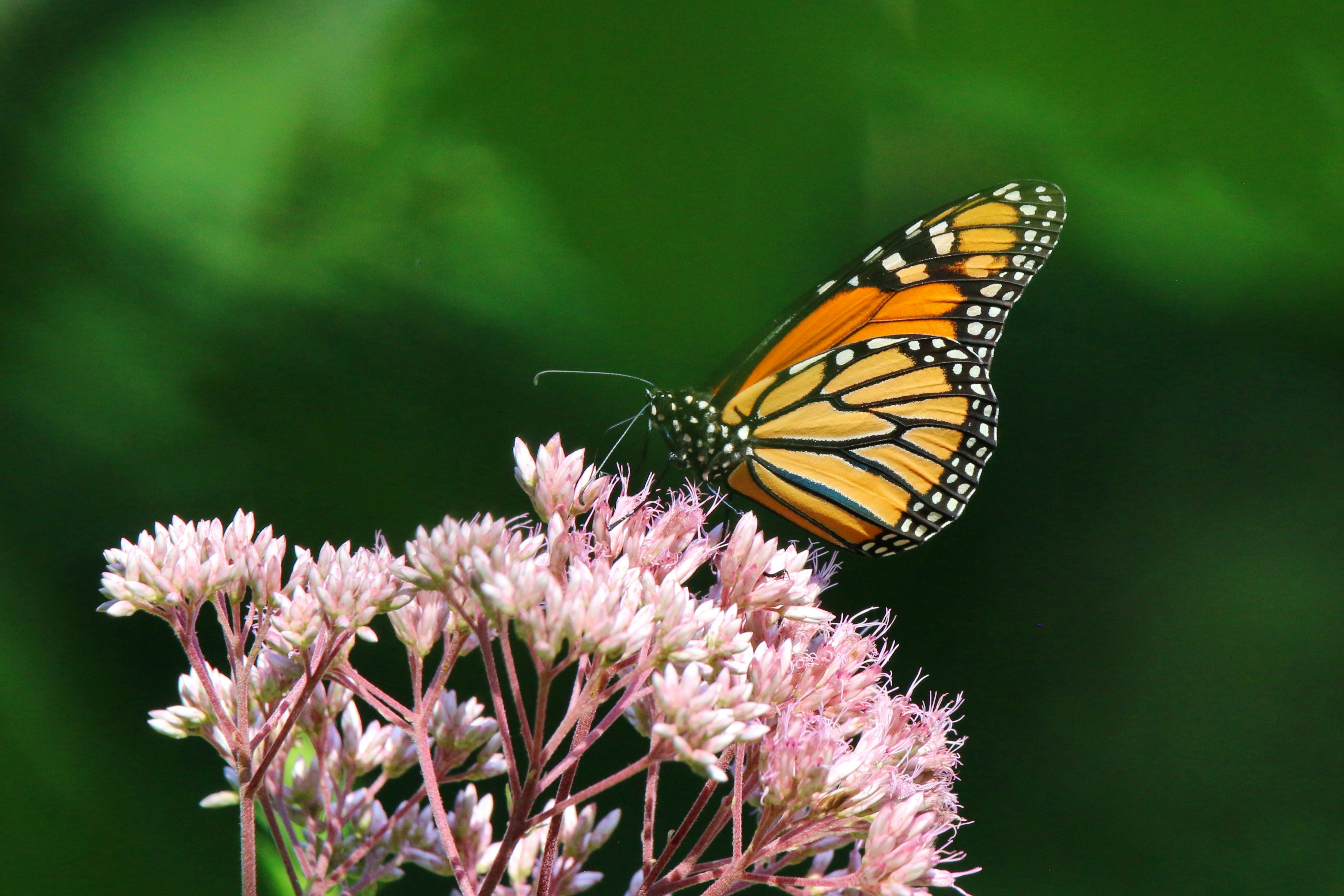 Photo by goldenplover31