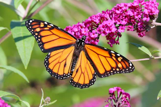 Monarch butterfly on a purple flower