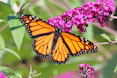 Monarch butterfly on a purple flower