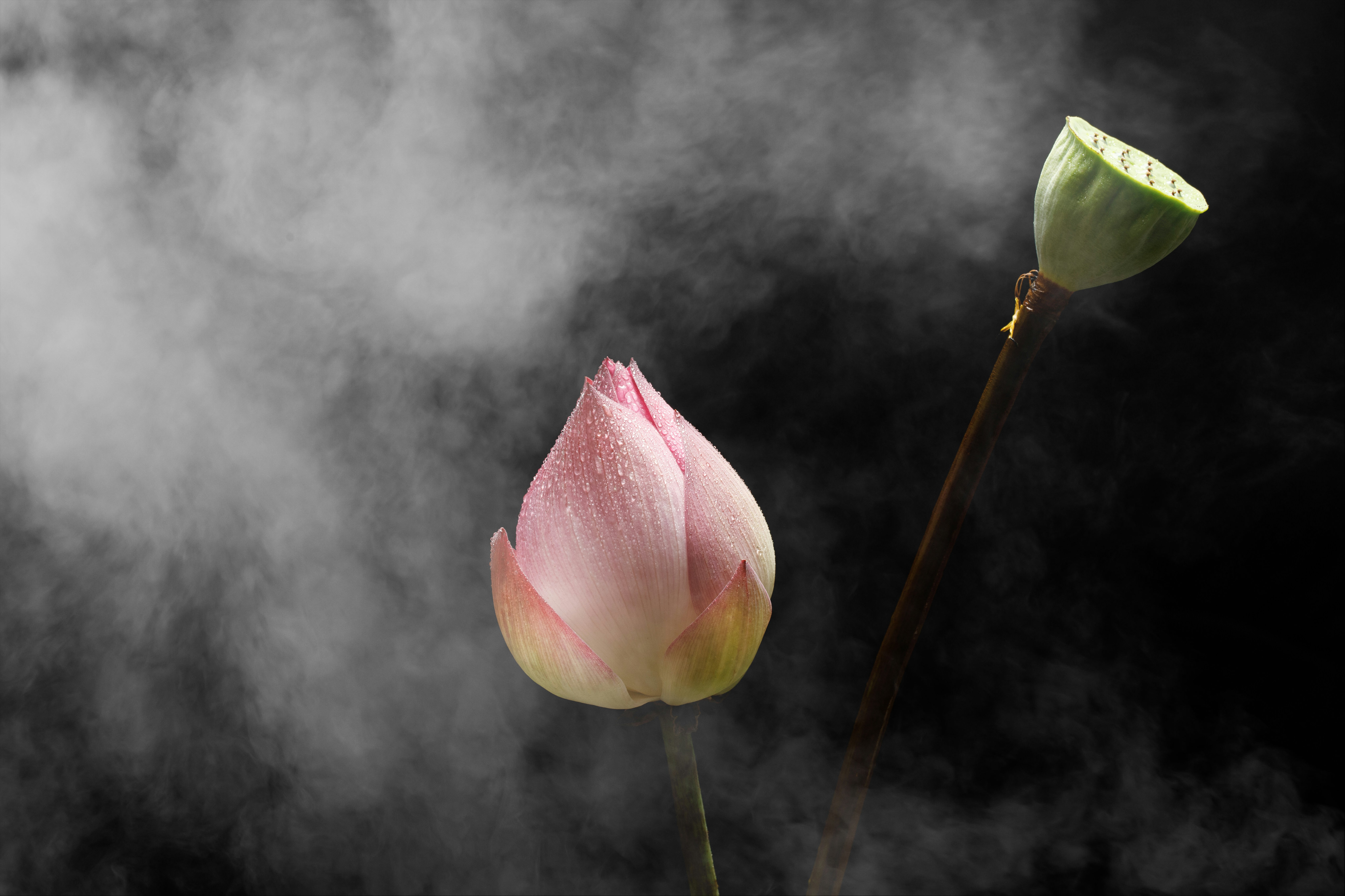 A pink lotus flower bud and seed pod with mist. photo – Free Flower ...