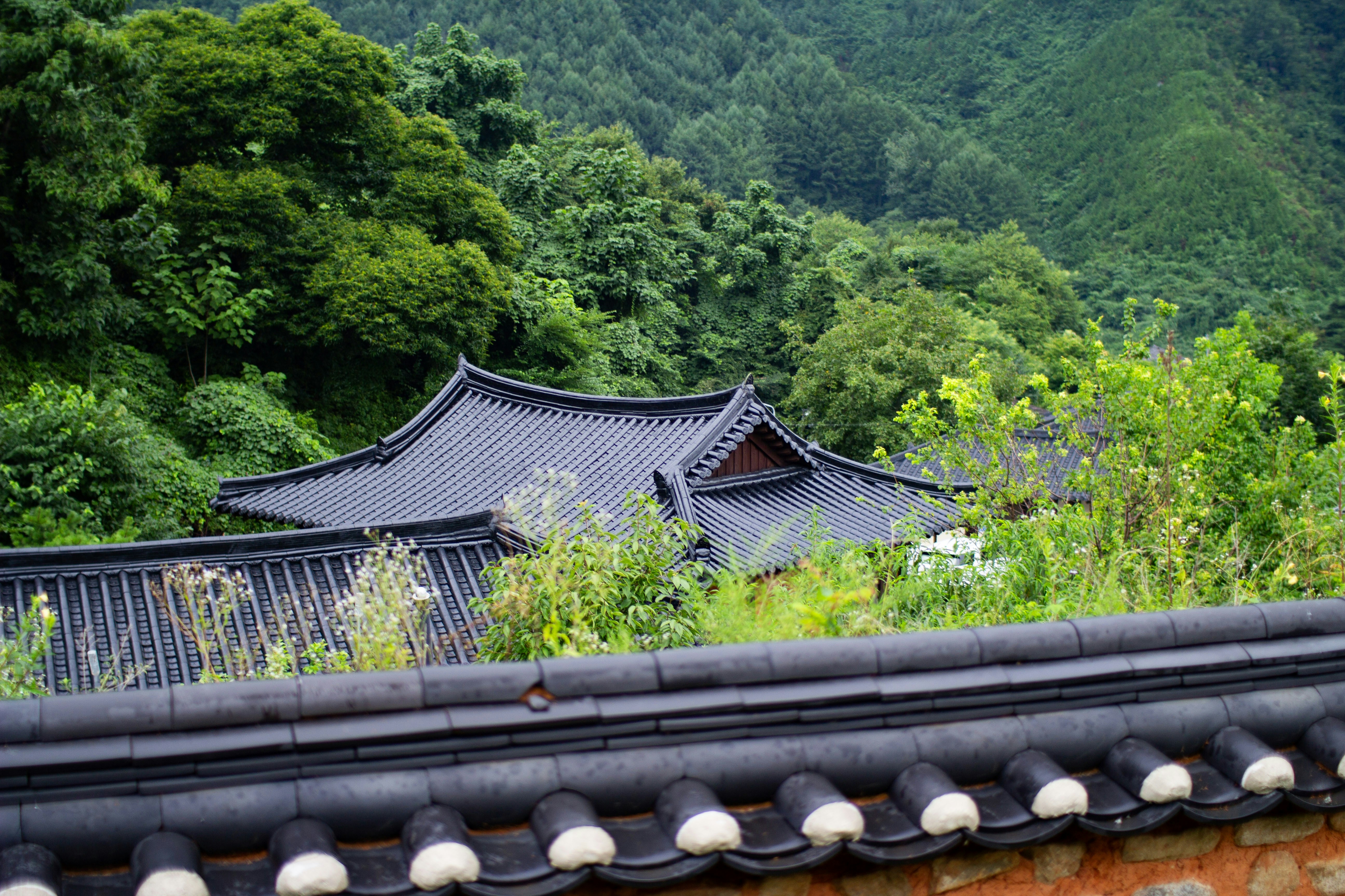 Traditional korean house nestled among lush green hills.