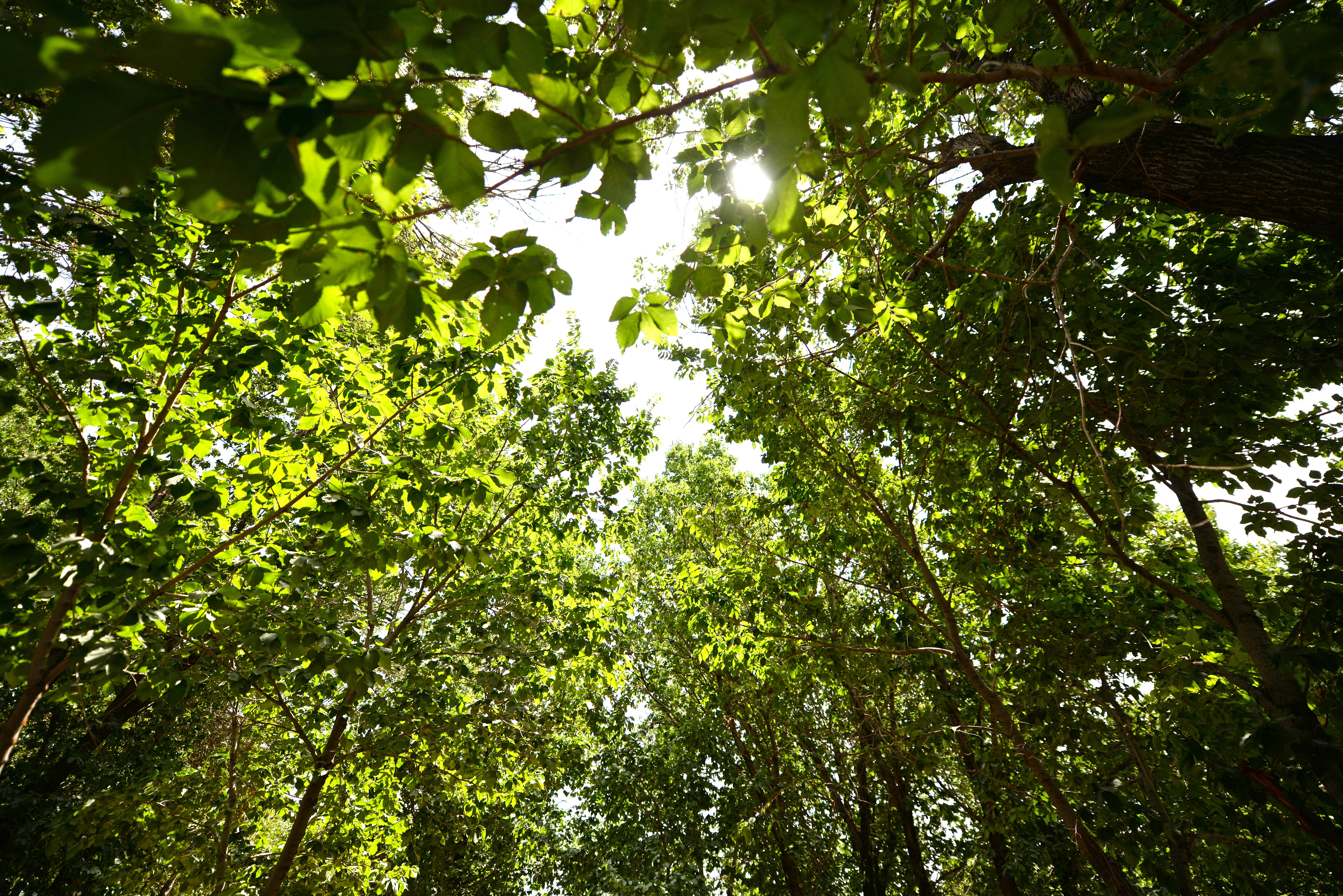 Looking up through lush green trees towards sunlight