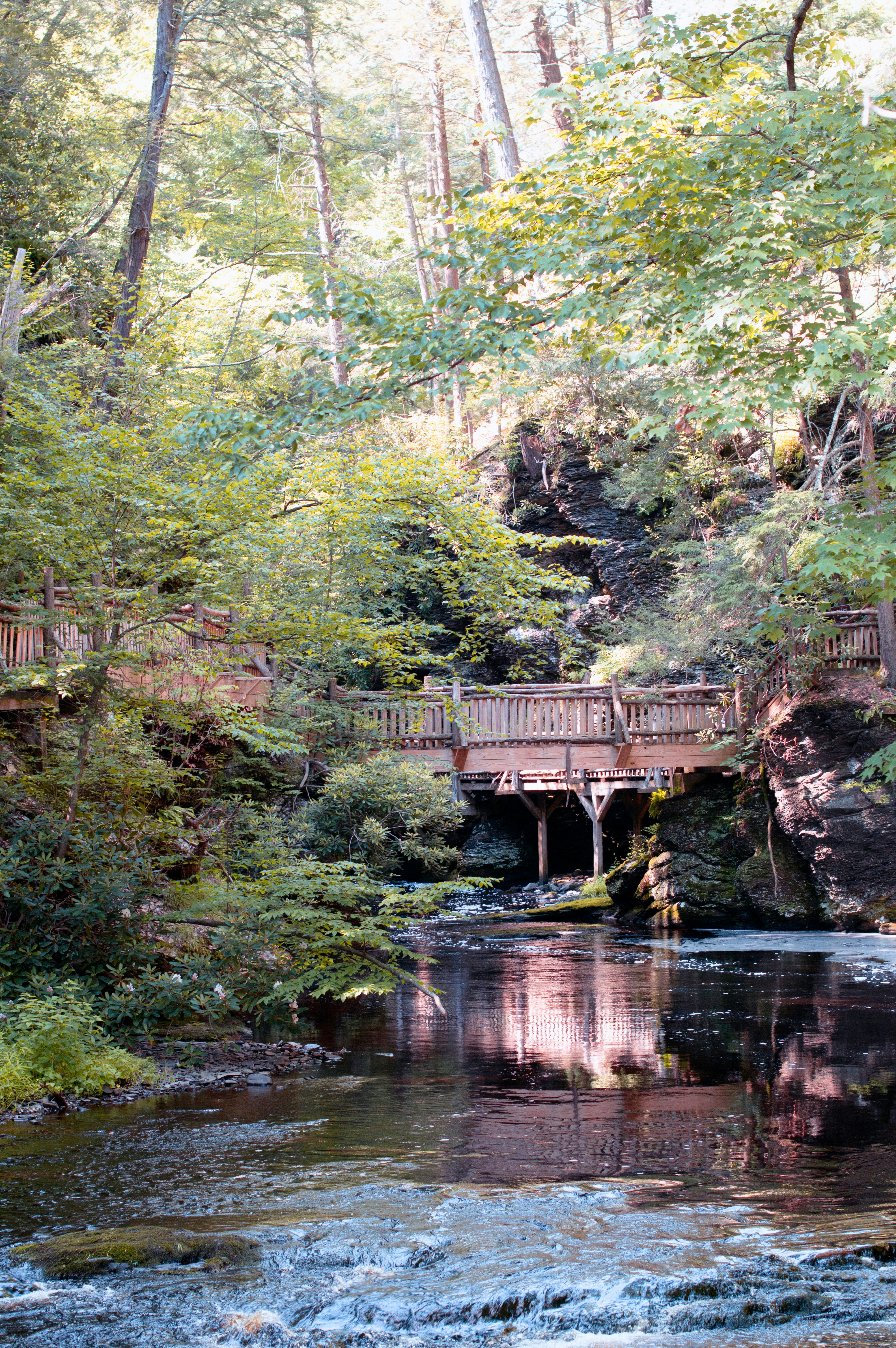 Wooden boardwalk over a stream in a lush forest