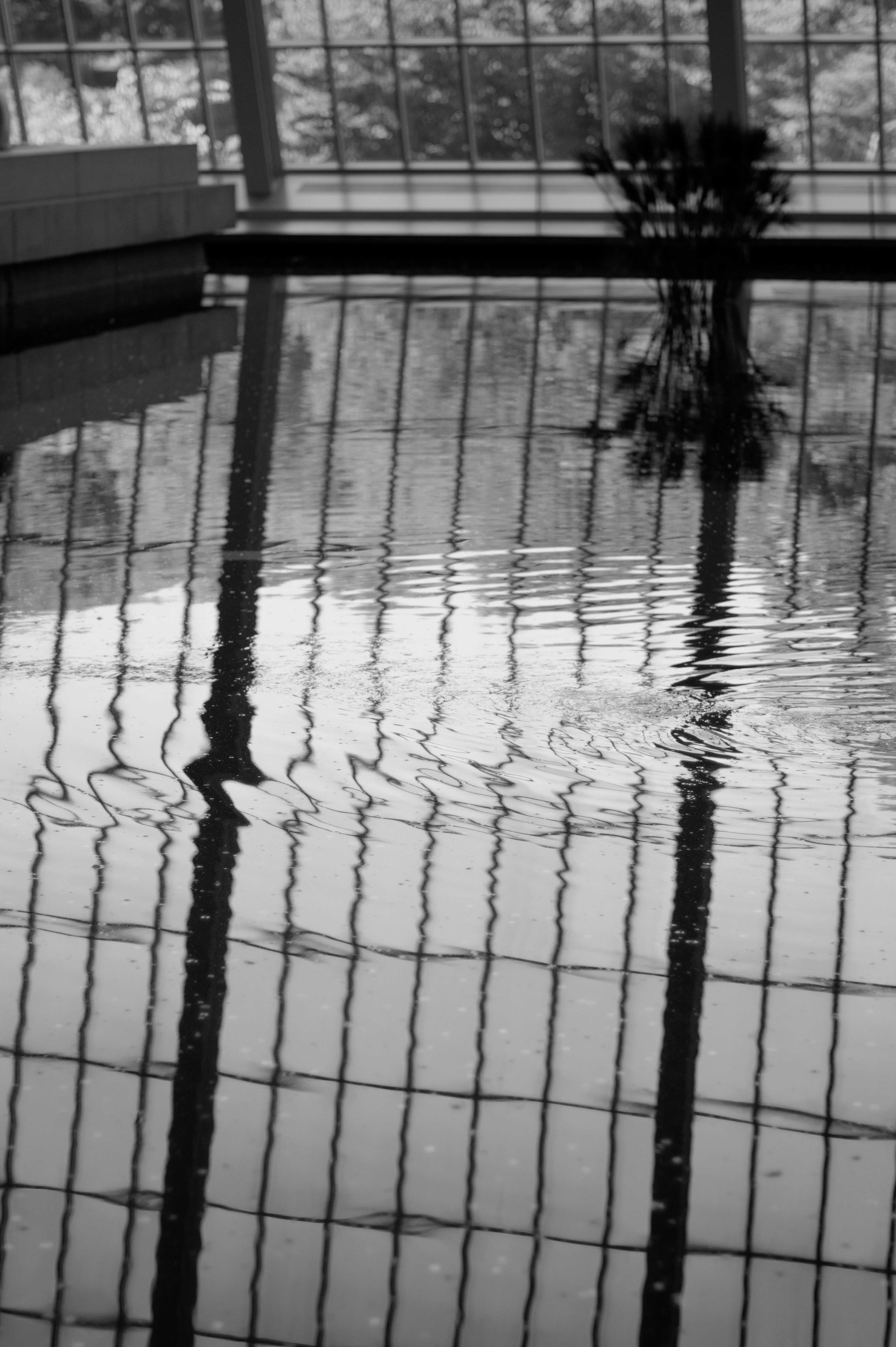 Reflection of a palm tree in rippling water.