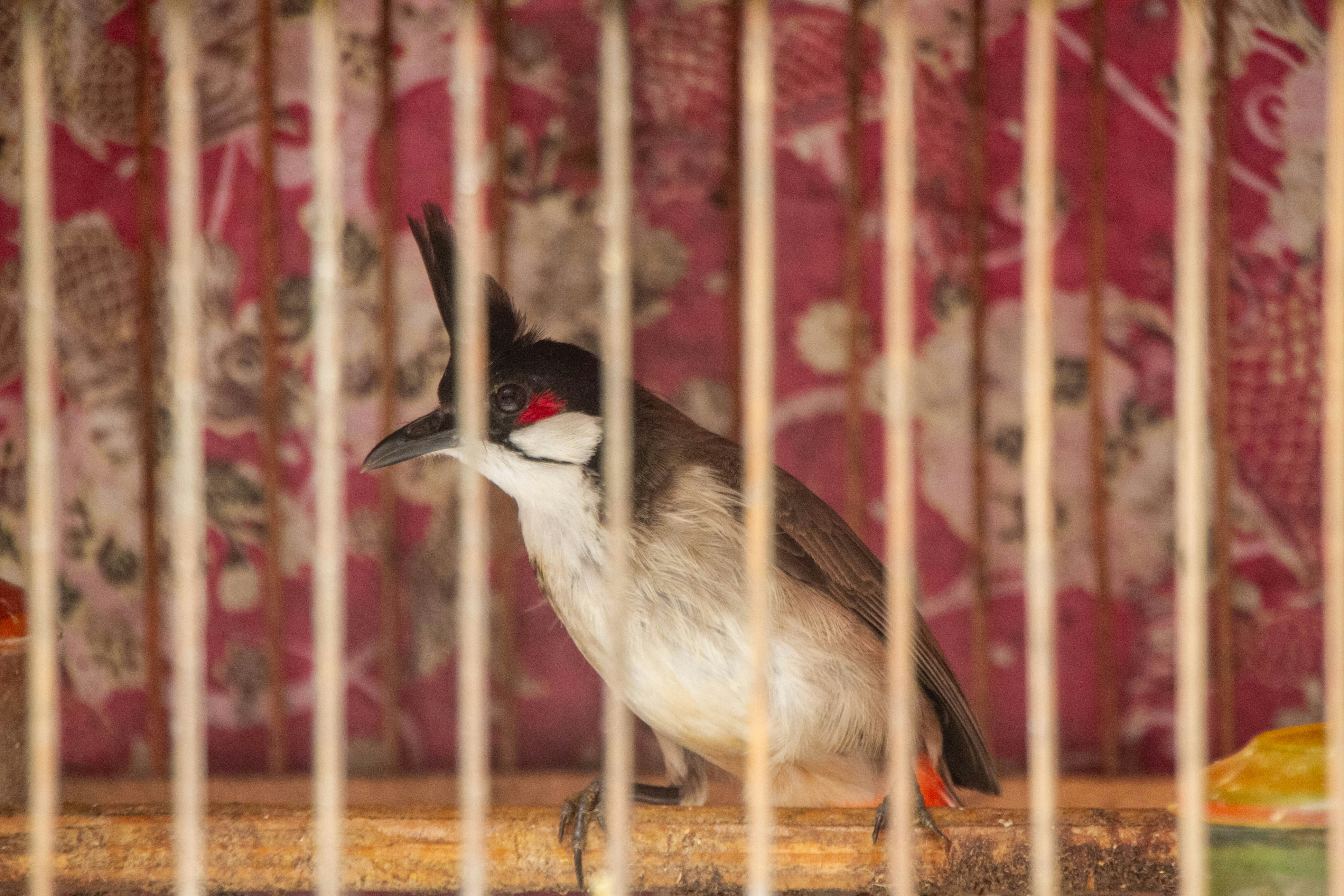 A red-whiskered bulbul bird in a cage.