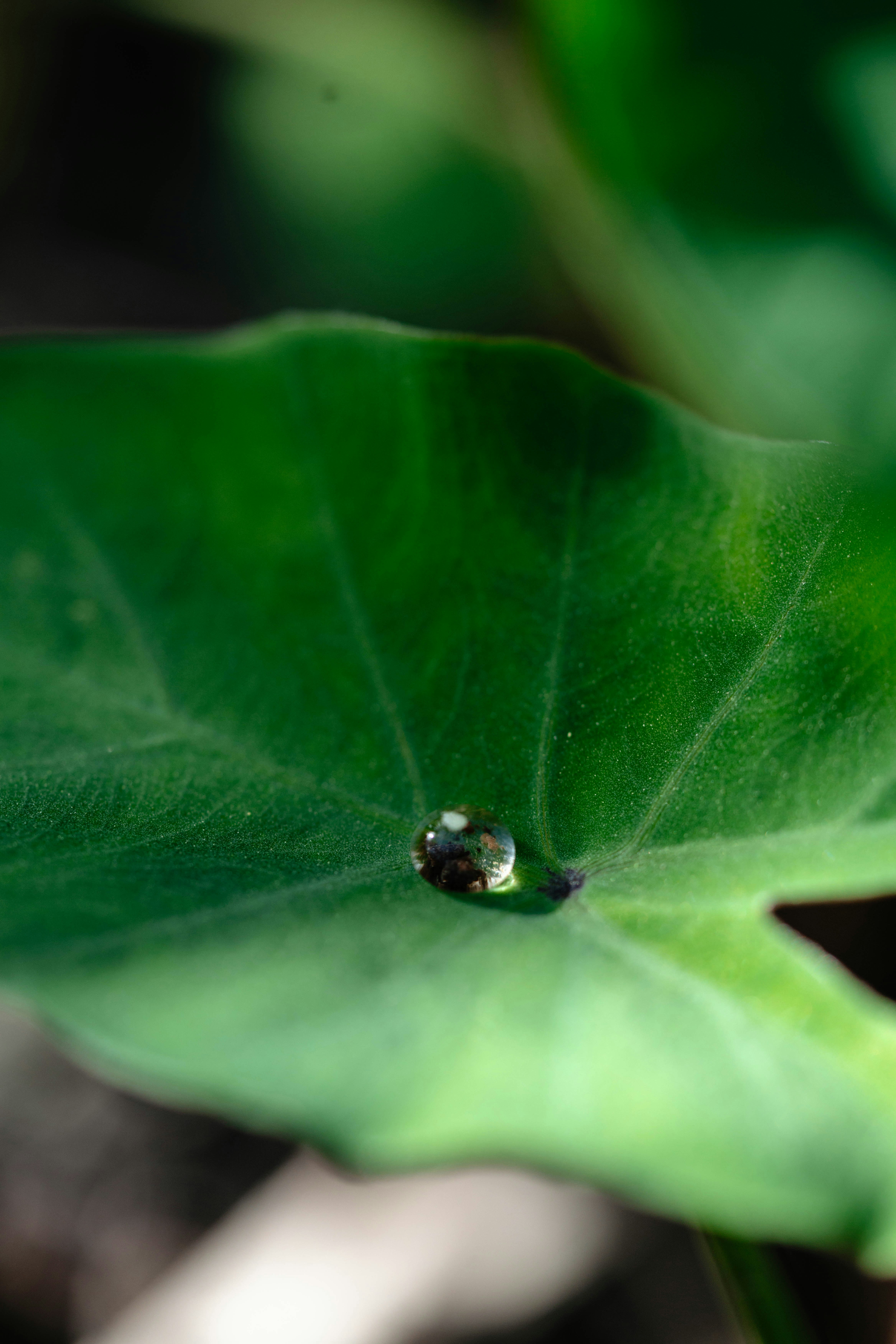 Ein einzelner Wassertropfen ruht auf einem grünen Blatt