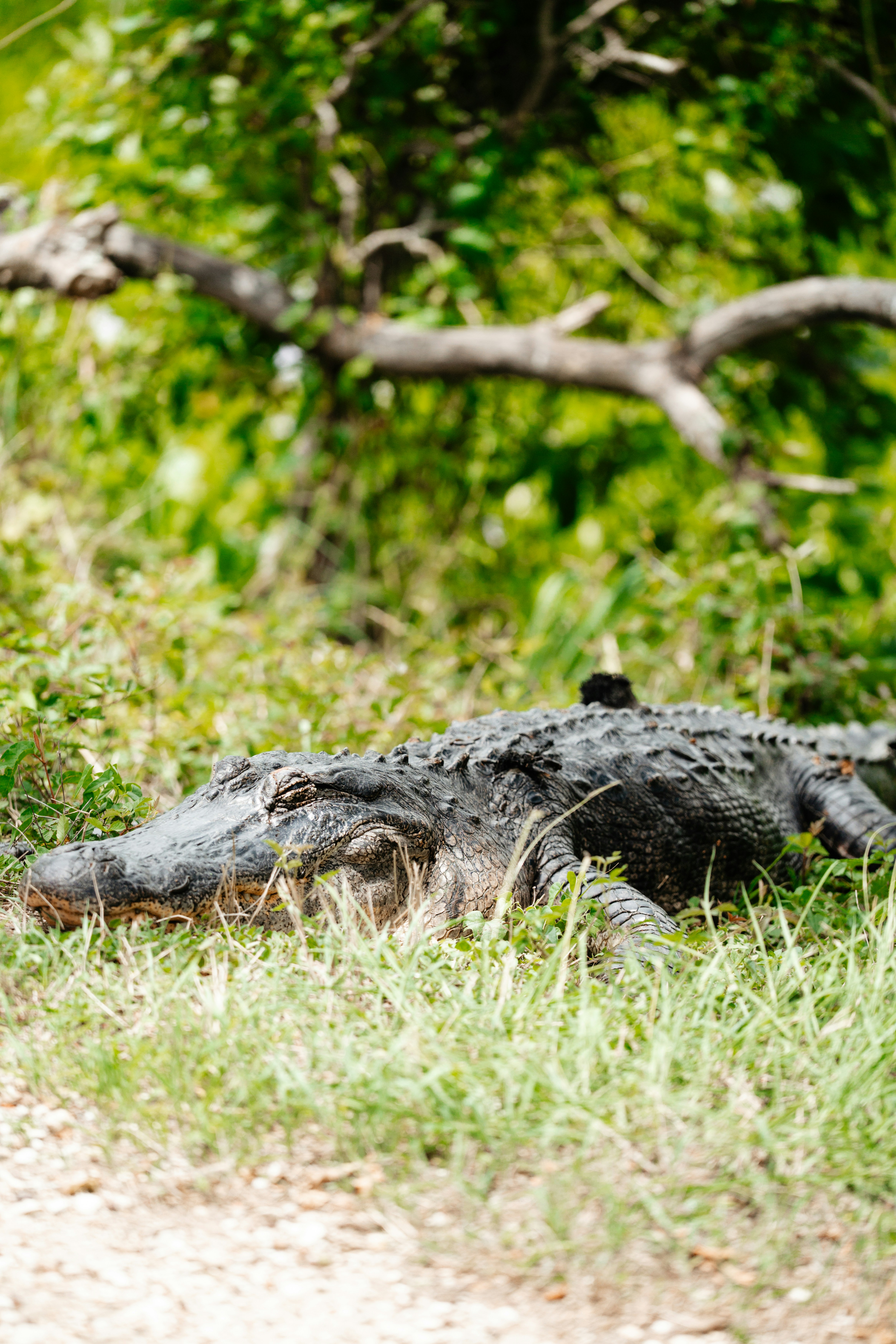 Ein Alligator ruht sich im Gras in der Nähe von Bäumen aus