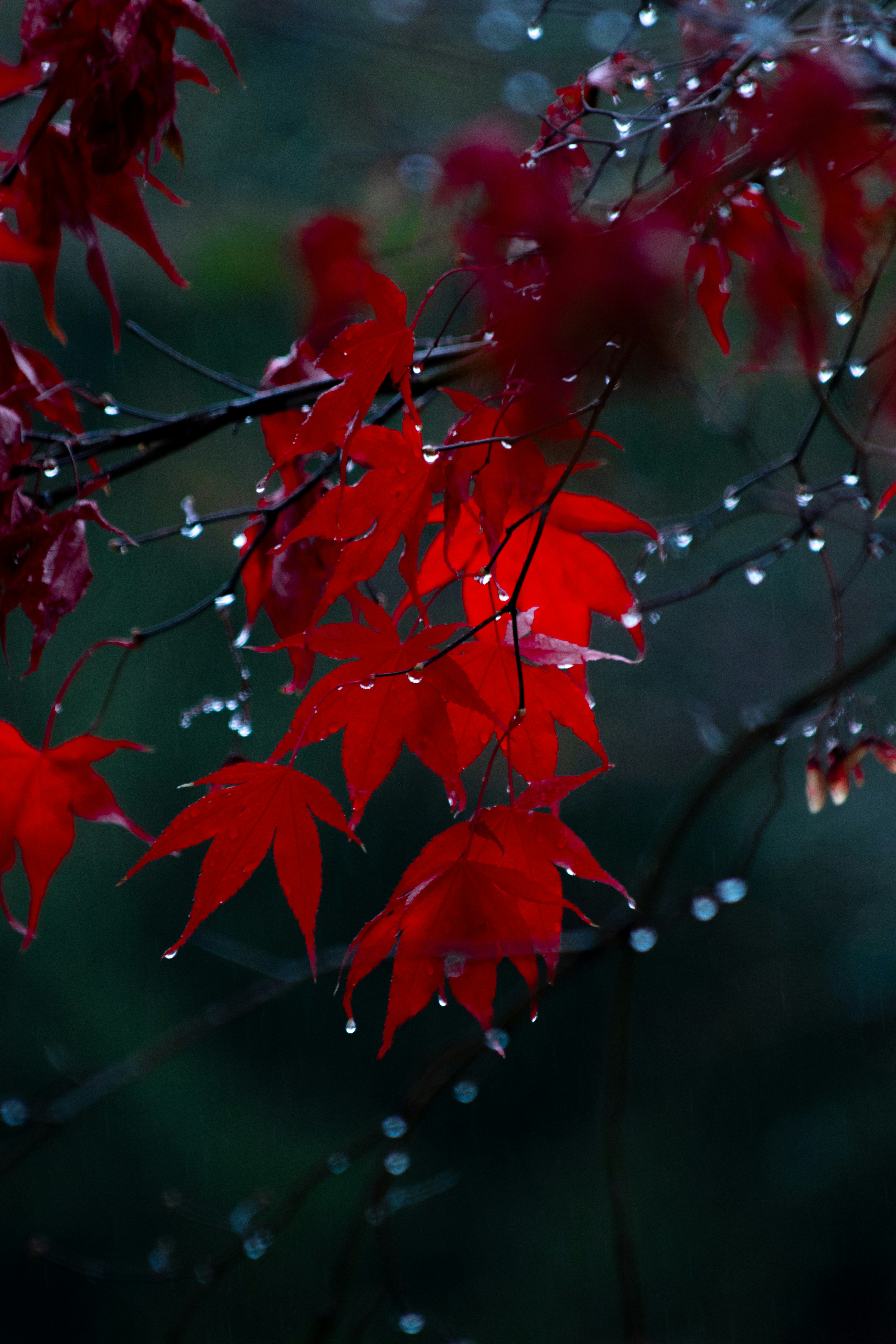 Red maple leaves with water droplets after rain