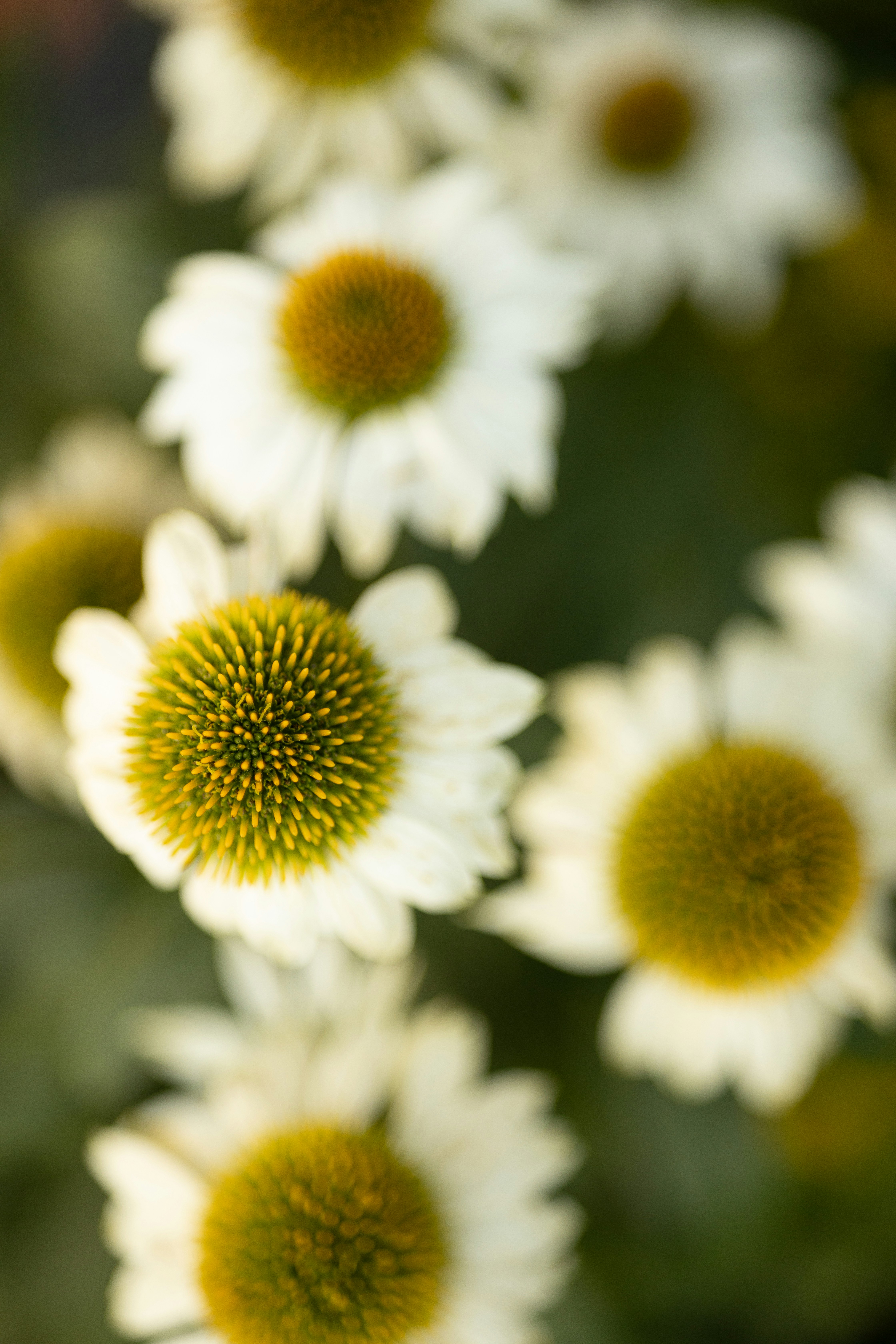 Close-up of white daisies with yellow centers.