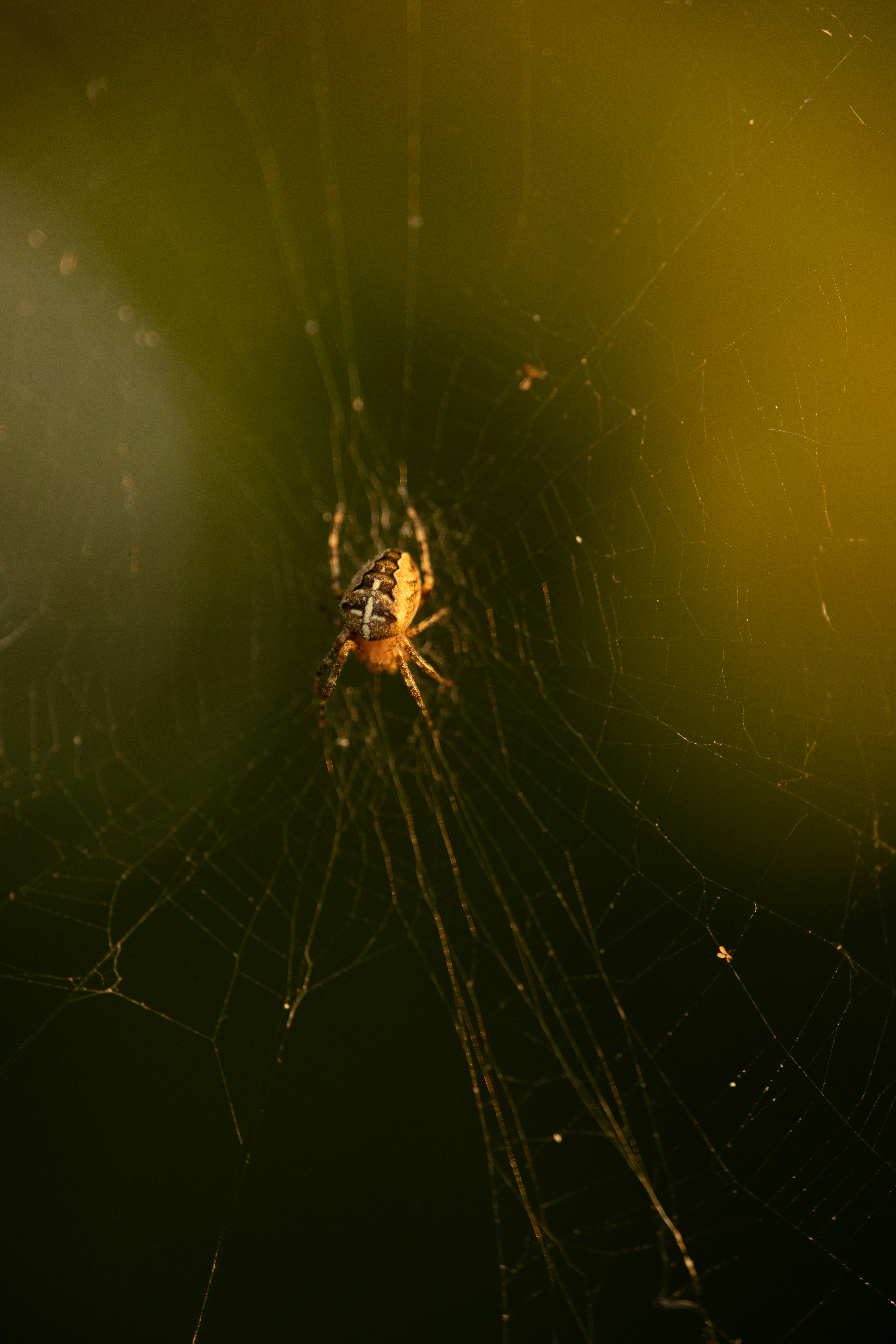 Un ragno si trova nella sua intricata ragnatela.