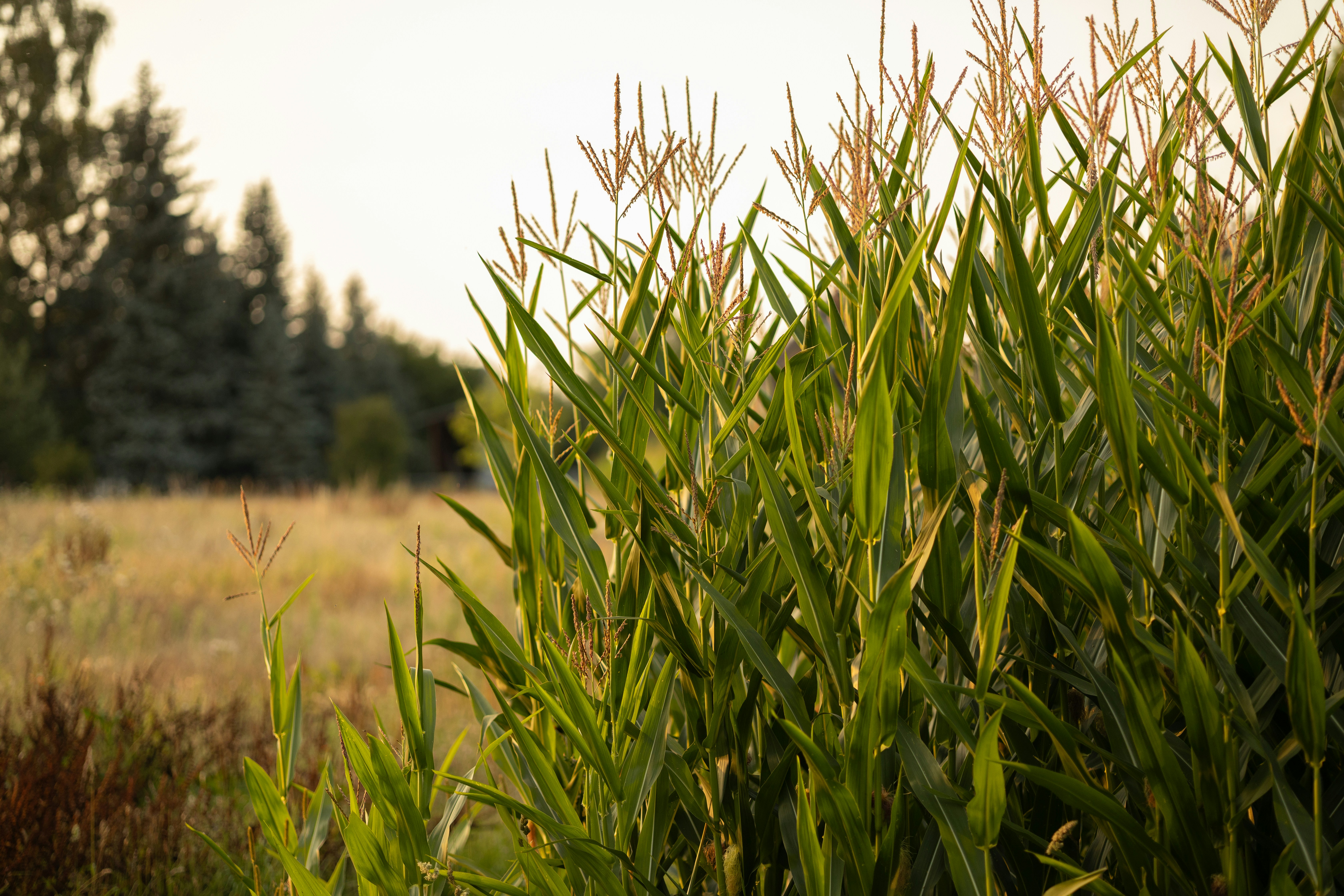 Tall green corn stalks in a field at sunset