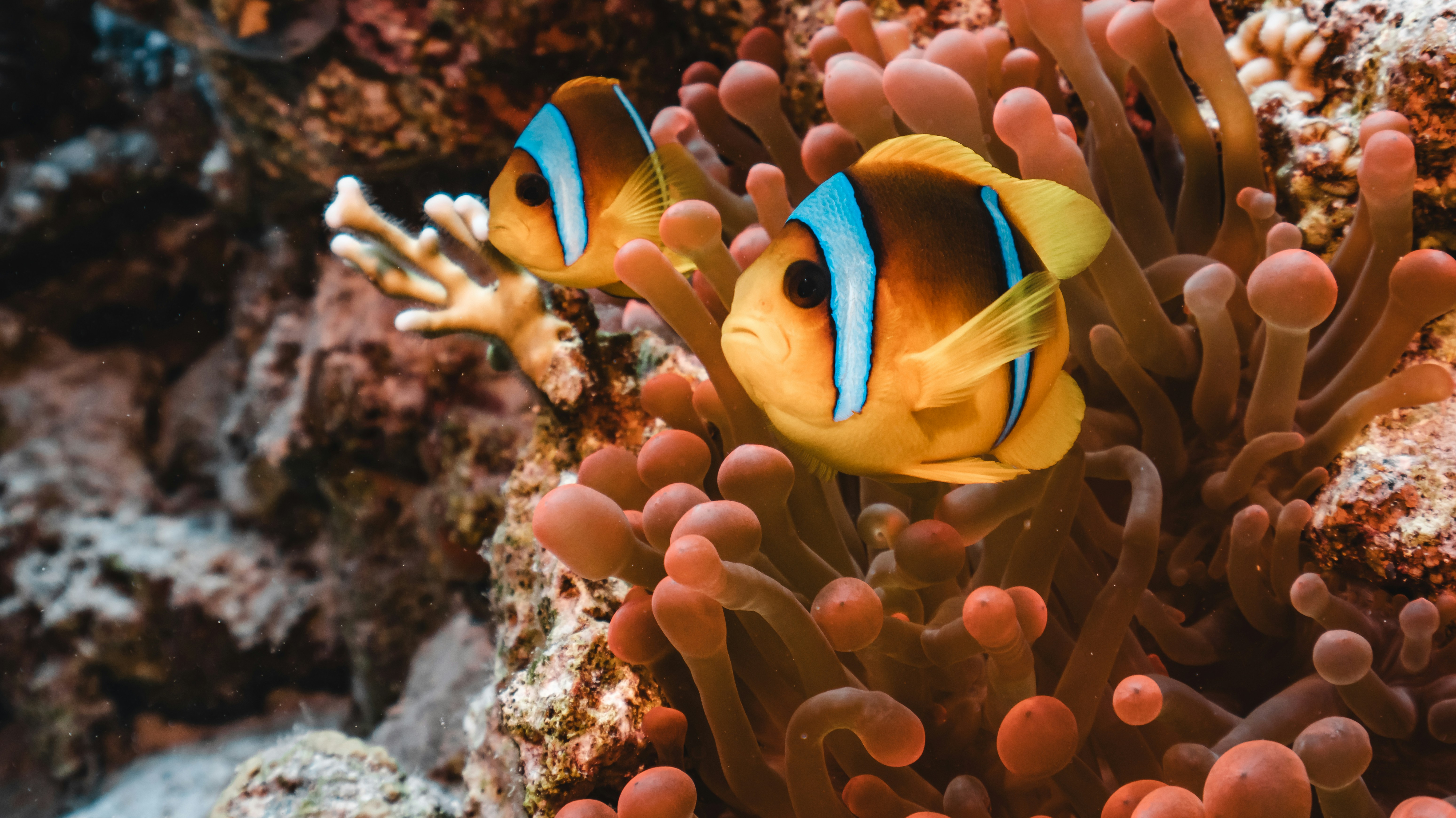Ras Mohamed snorkeling spots: an illustrated guide to the best reefs and what you’ll see