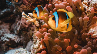 Two clownfish swim among coral reef anemones.