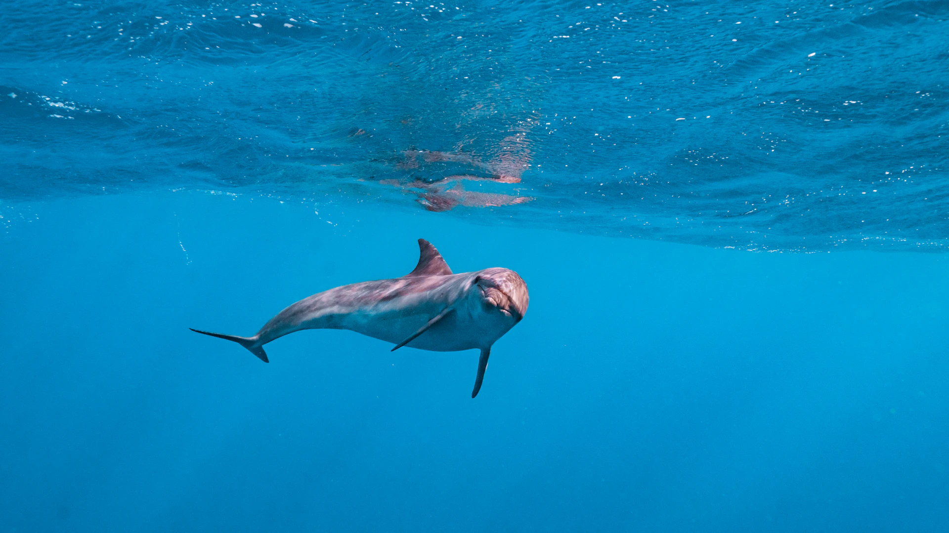 A dolphin swims in clear blue ocean water